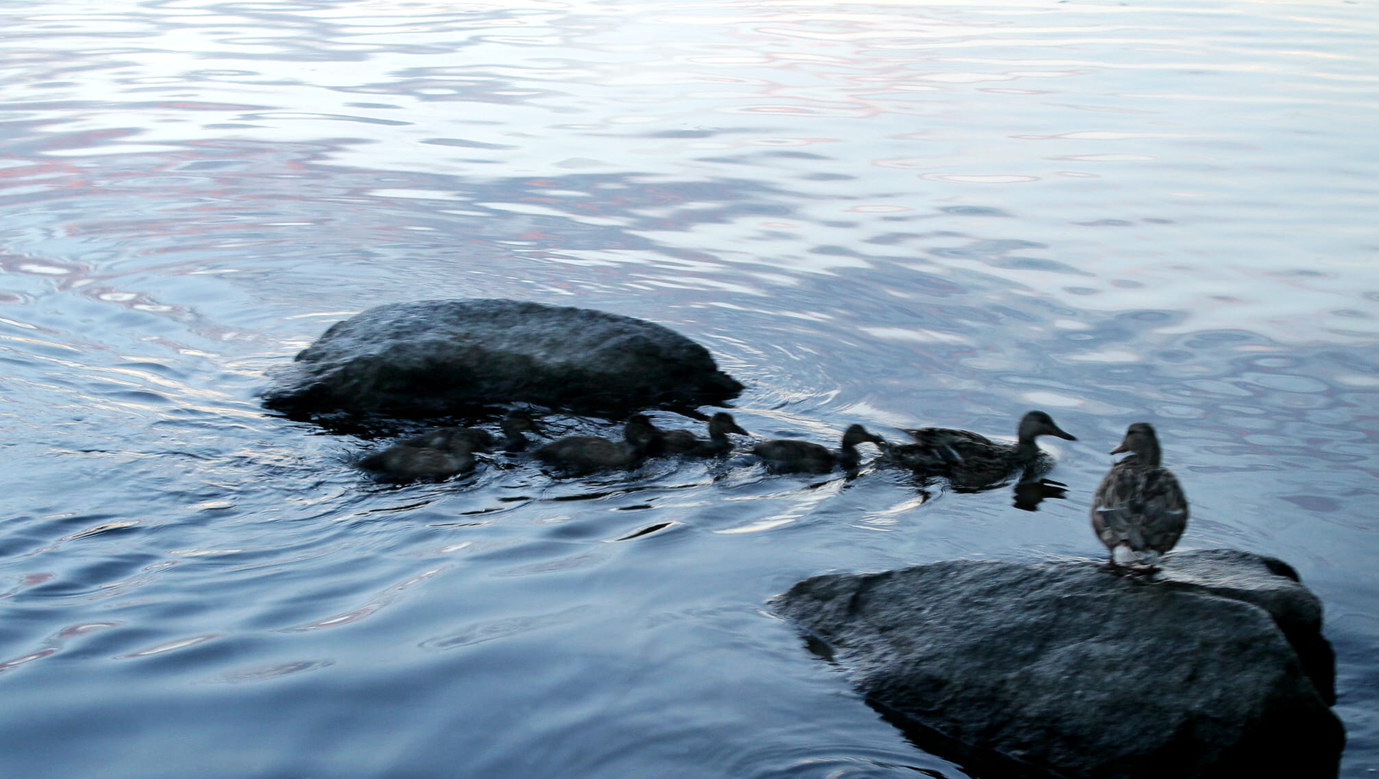 1080P, animals in the wild, birds, vertebrate, outdoors, coast, river, duck, no people, sky, bird, nuances, animals, tiny, stones, surface, swimming, marine, HD Wallpaper