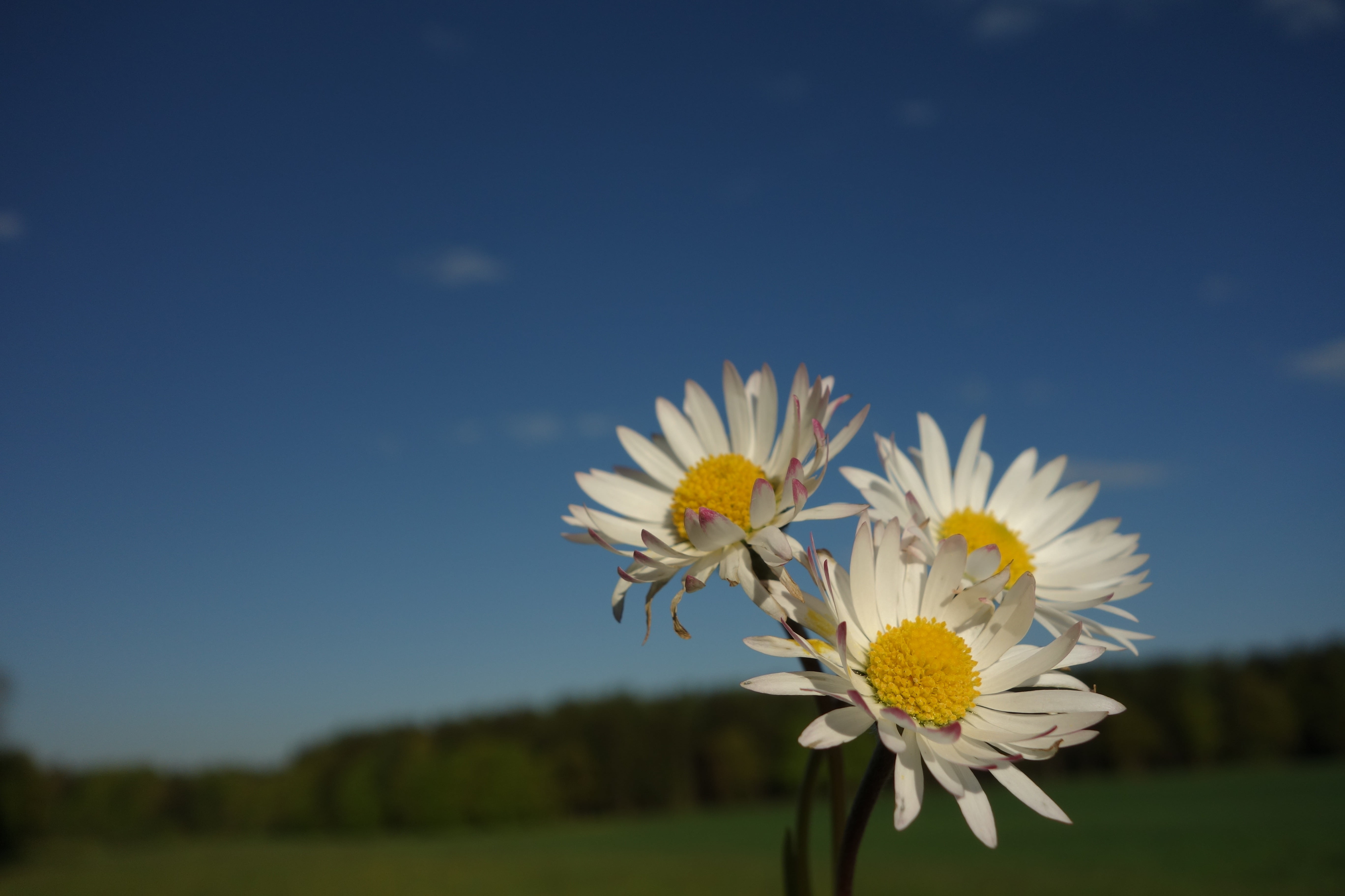 close, flowers, pollen, m, land, flower head, close-up, spring, 5K, bloom, blossom, no people, growth, macro, beautiful flower, vulnerability, white color, HD Wallpaper