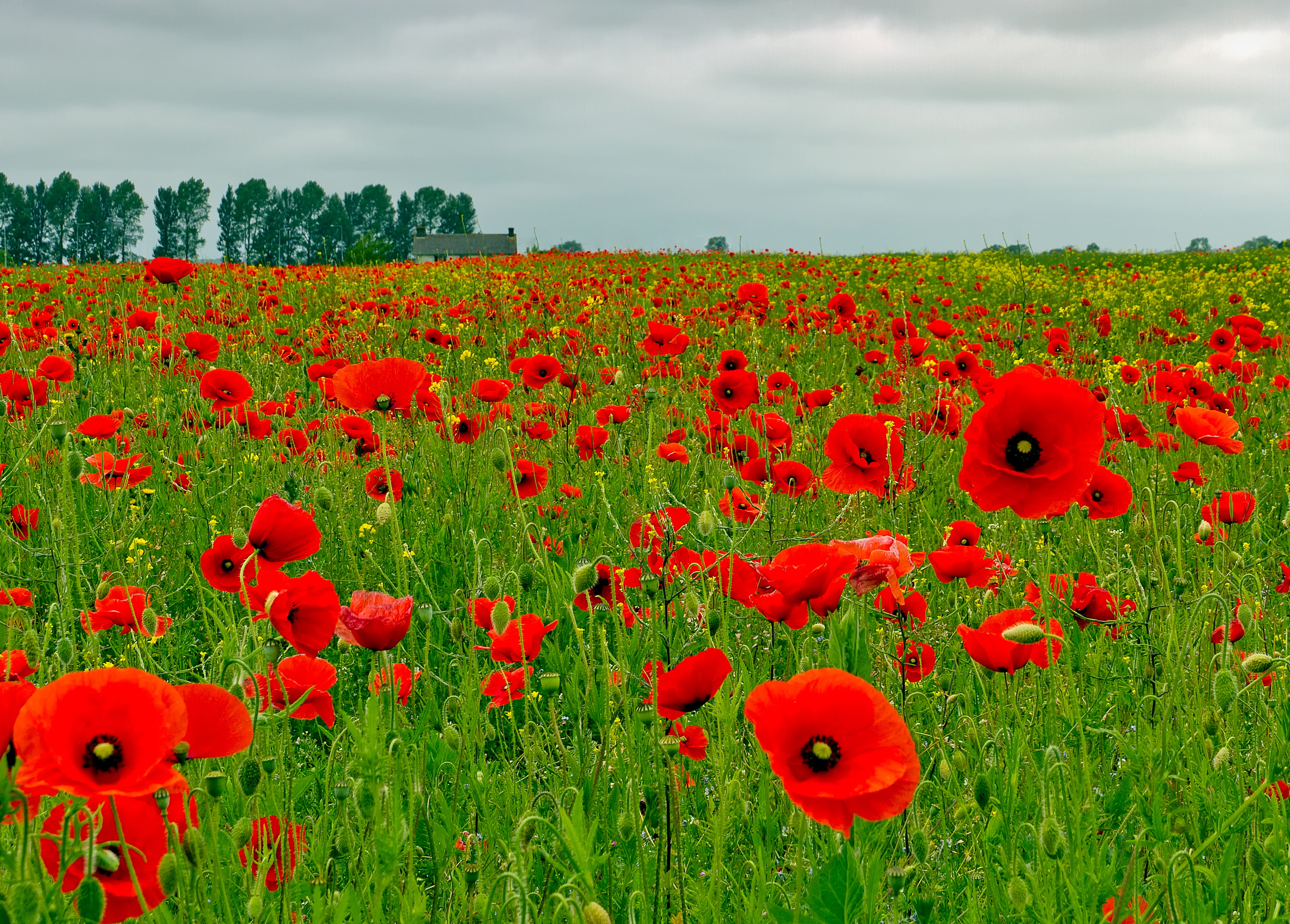 Maki, field, environment, 2K, sky, freshness, red, growth, cloud - sky, inflorescence, plant, beauty in nature, flower, the sky, land, landscape, meadow, HD Wallpaper
