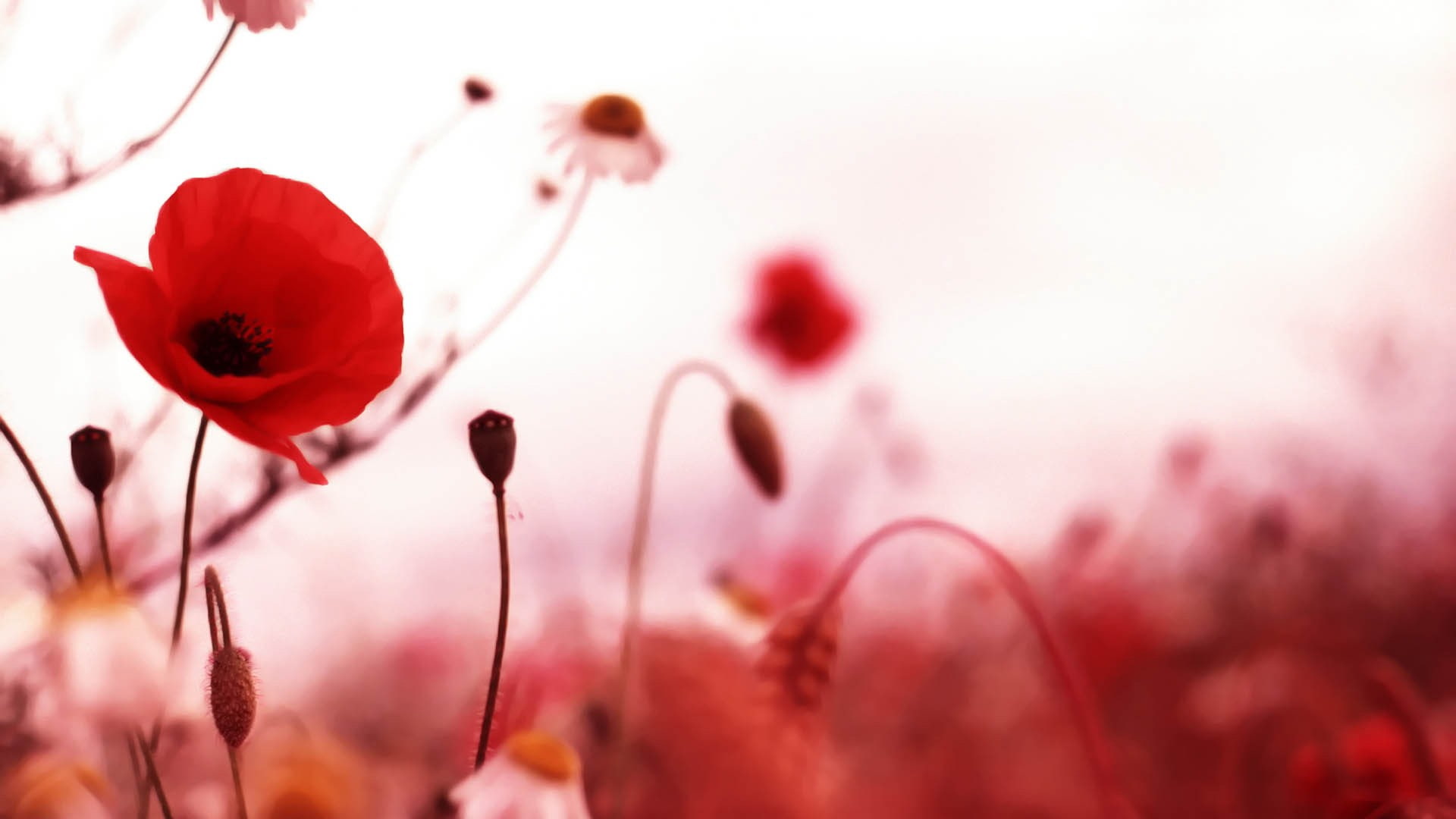 inflorescence, no people, red, plant, petal, nature, flower, sky, red flowers, freshness, selective focus, springtime, beauty in nature, flowering plant, HD Wallpaper