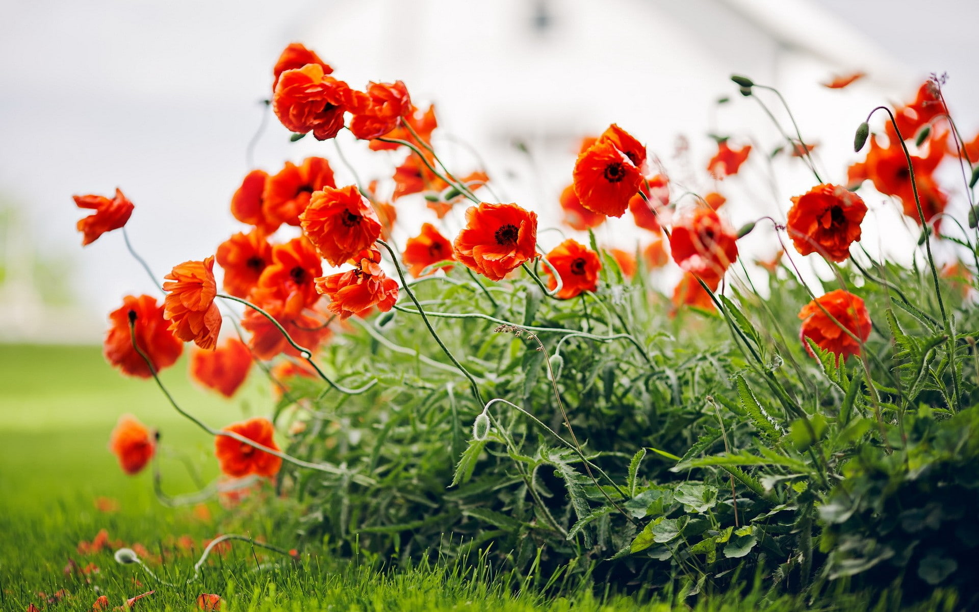 1080P, outdoors, red flowers, nature, plants, close-up, poppy, vulnerability, selective focus, inflorescence, field, flower, flower head, no people, fragility, HD Wallpaper