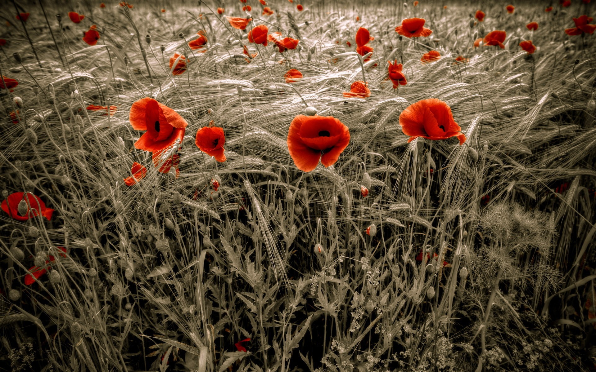 selective coloring, poppies, red flowers, flowers, 1080P, HD Wallpaper