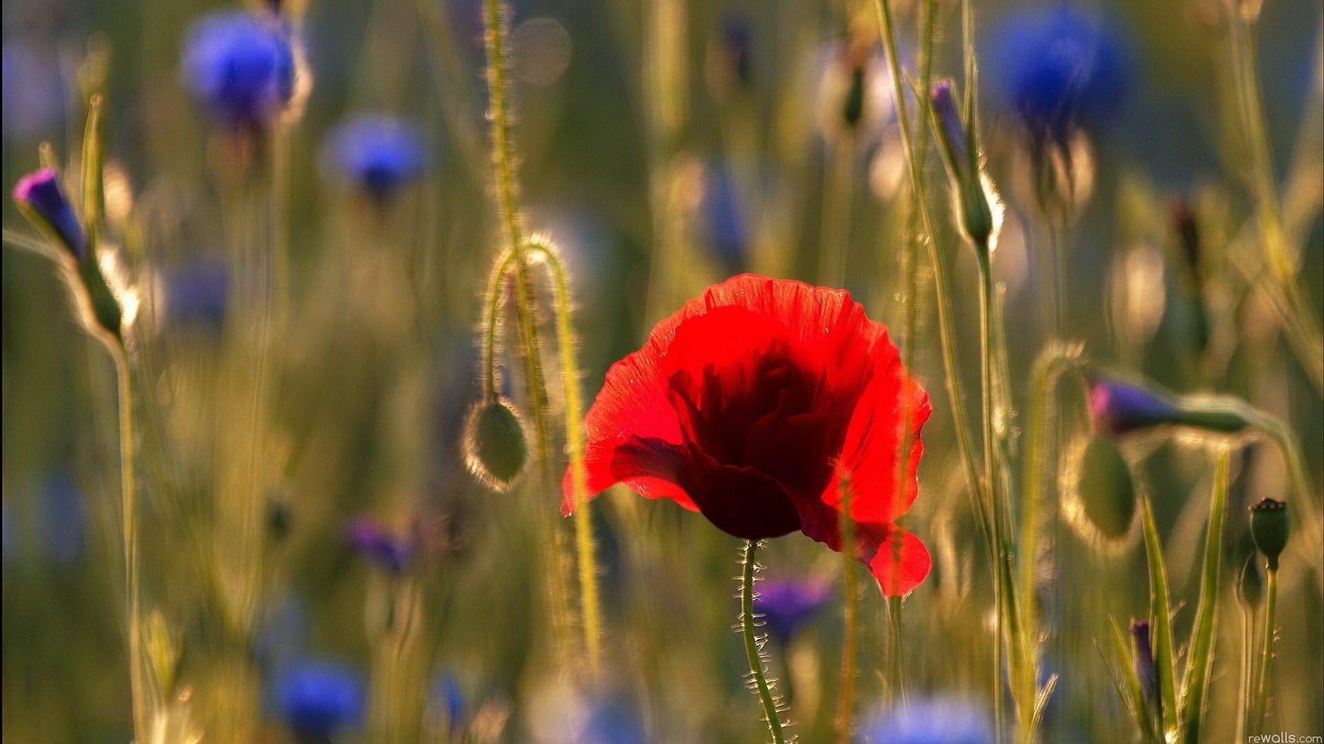 beauty in nature, poppies, vulnerability, poppy, focus on foreground, 1080P, red flowers, land, growth, outdoors, flowers, selective focus, flower, fragility, HD Wallpaper
