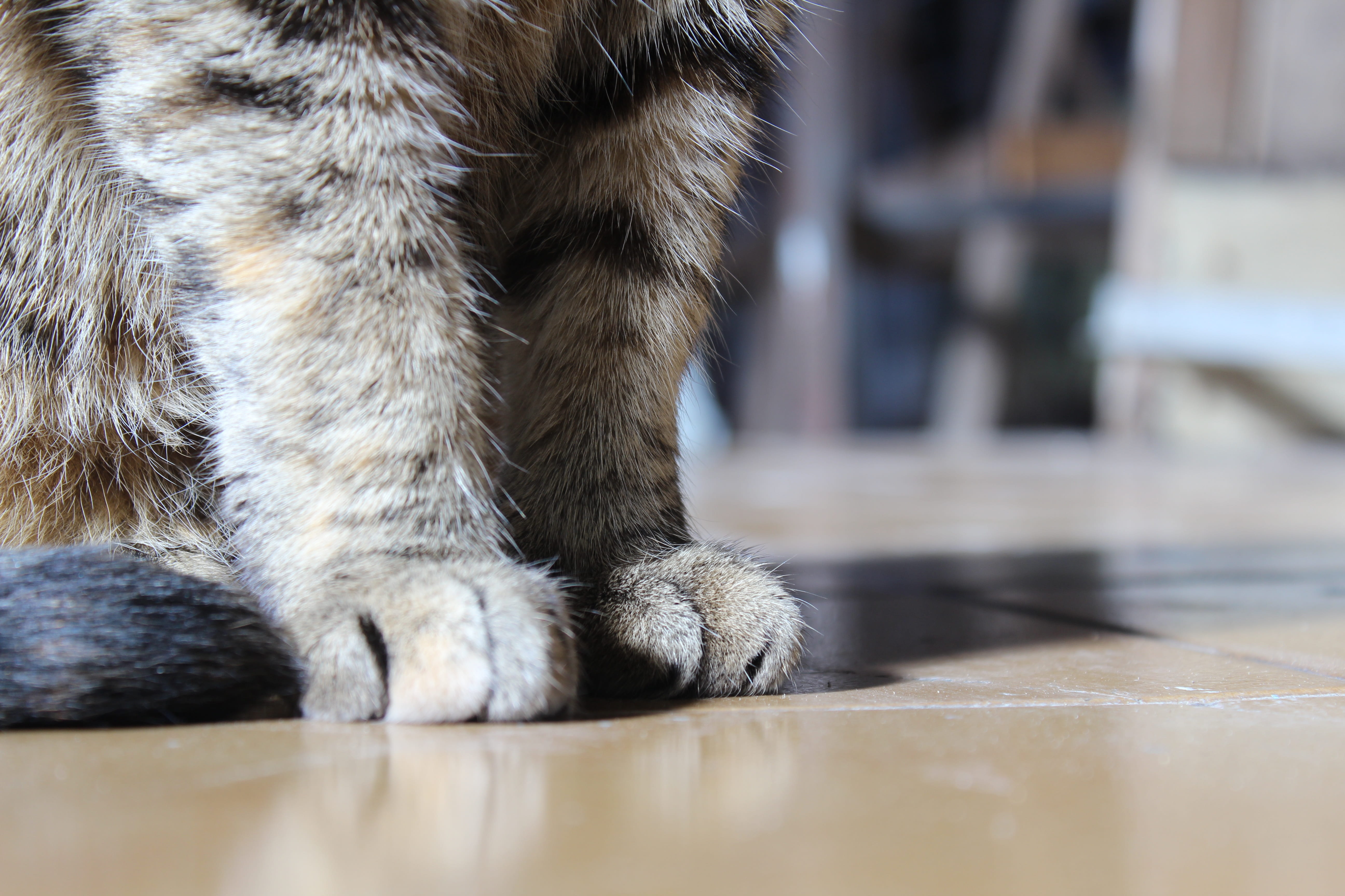 indoors, low section, cat, animal, gata, selective focus, close-up, scrooge, domestic cat, no people, animal leg, 5K, pets, mammal, animal body part, domestic animals, HD Wallpaper
