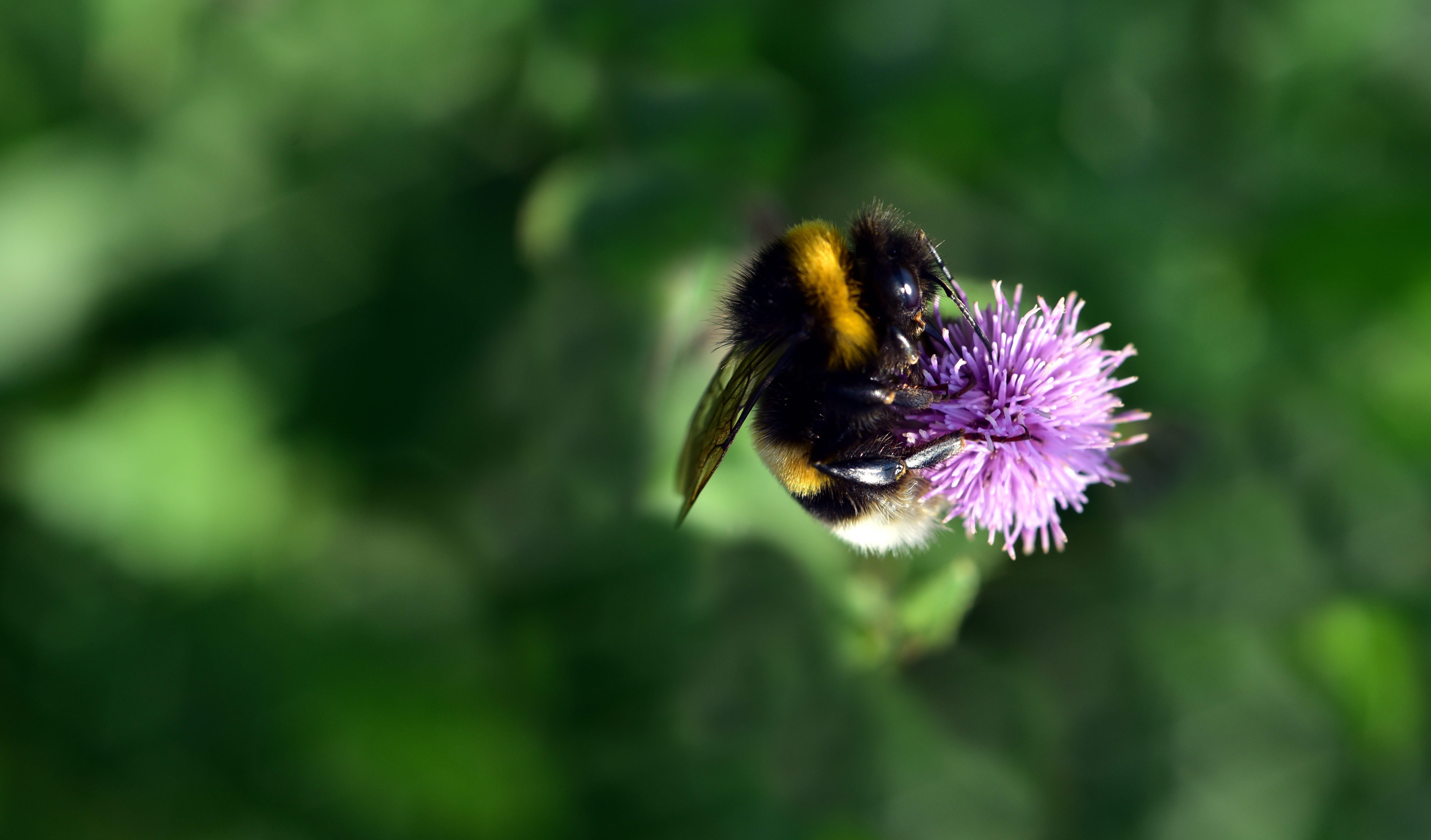 beauty in nature, macro, flowering plant, collect, no people, wing, plant, vulnerability, bloom, purple, sprinkle, insect, hair, animals in the wild, flight insect, HD Wallpaper
