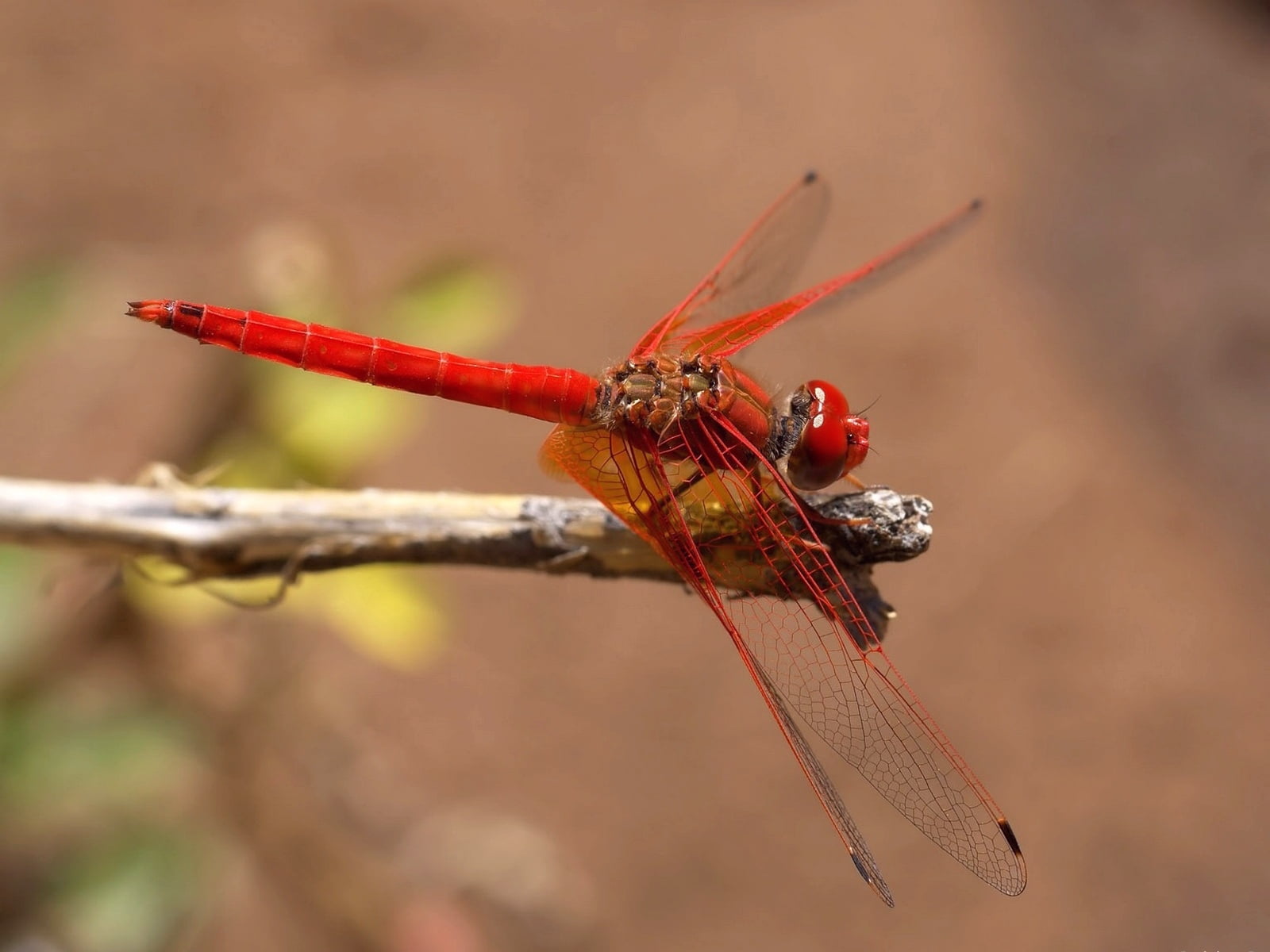 plant, animal Leg, one animal, color, outdoors, day, no people, brown, wildlife, summer, twig, flight, invertebrate, zoology, side view, dragonfly, nature, HD Wallpaper