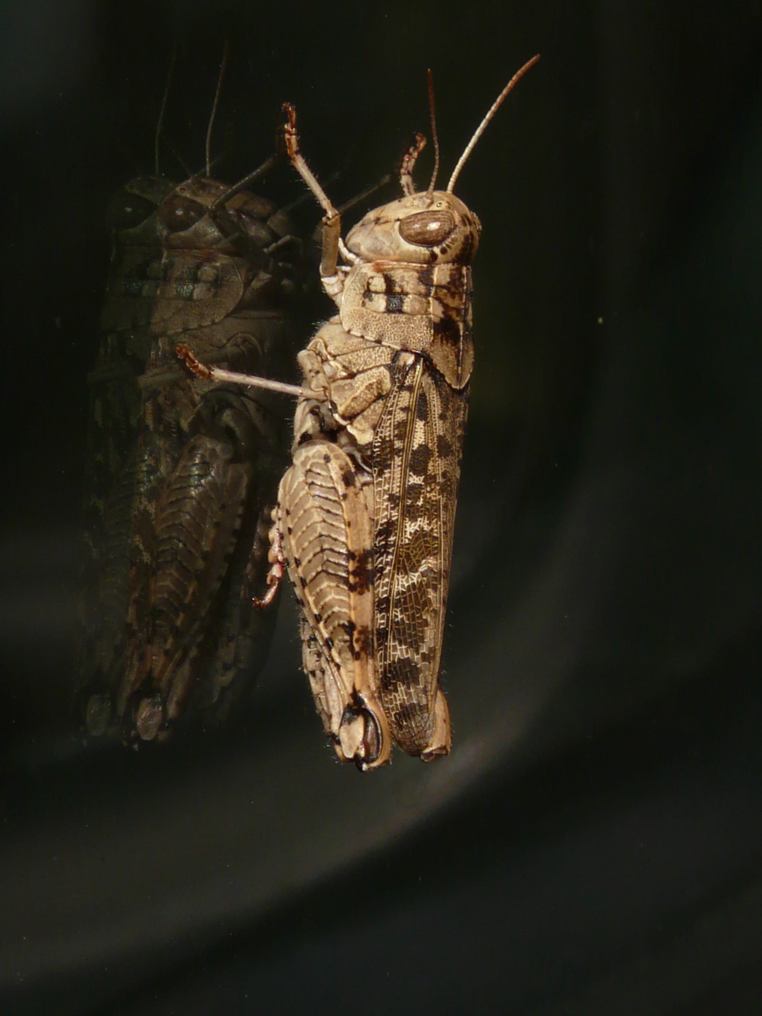 nature, animals in the wild, animal, 2K, locust, arthropod, indoors, Italian Locust, one animal, pterygota, hanging, Grasshopper, animal themes, no people, Phone HD Wallpaper