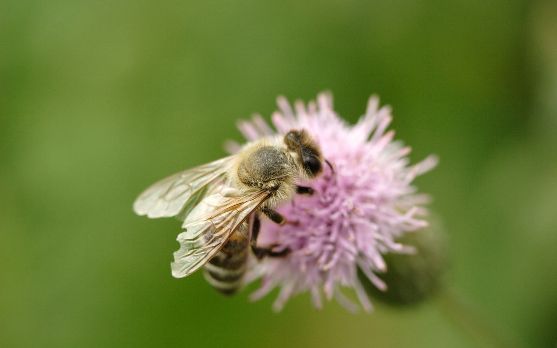fragility, black, pollen, yellow, springtime, flower, no people, honey Bee, bee, flying, honey, pollination, one Animal, green Color, bumblebee, animal, HD Wallpaper