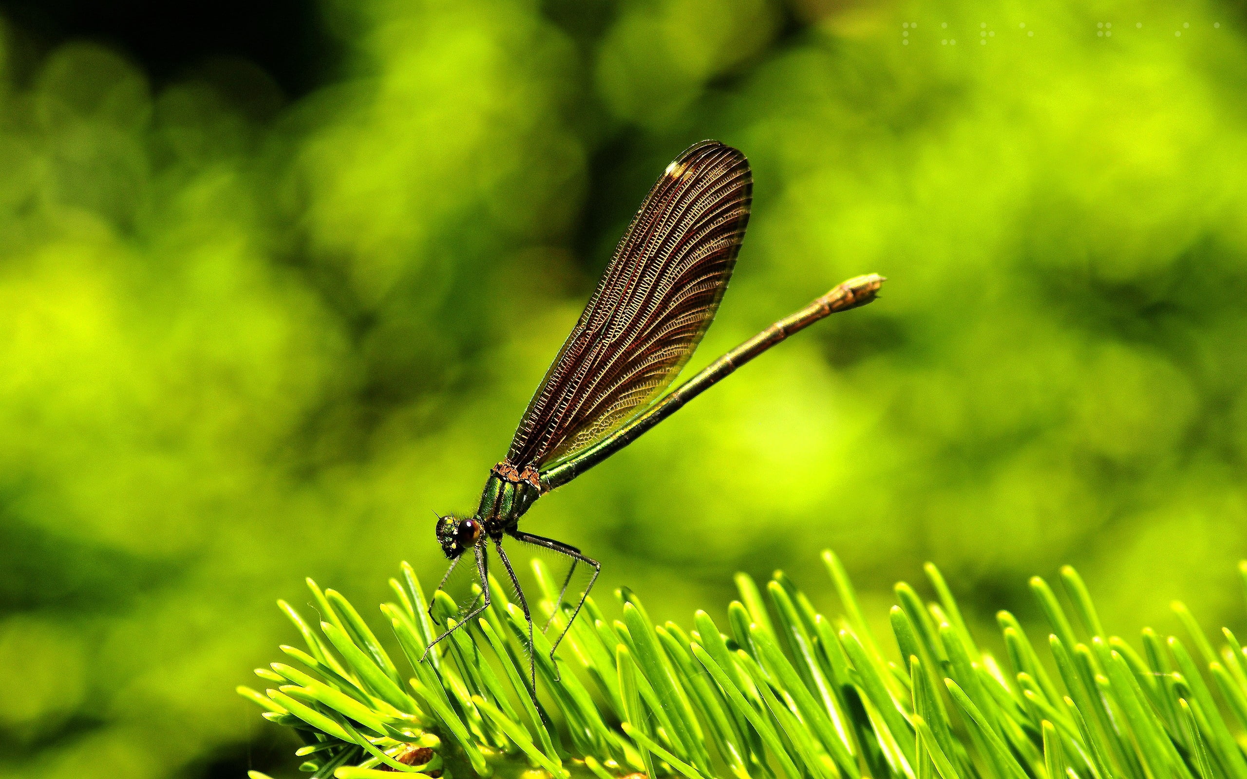 fly, green, macro, butterfly - insect, animal wildlife, animal, meadow, yellow, focus on foreground, green Color, growth, animal Wing, wings, environment, HD Wallpaper
