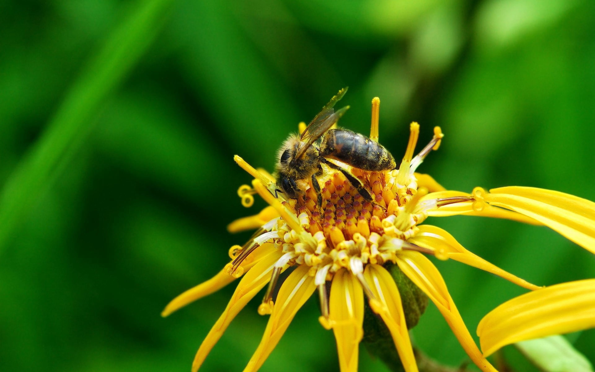 pollination, invertebrate, bee, flowering plant, nature, pollen, close-up, no people, macro, summer, single Flower, animal, animal wildlife, fragility, HD Wallpaper