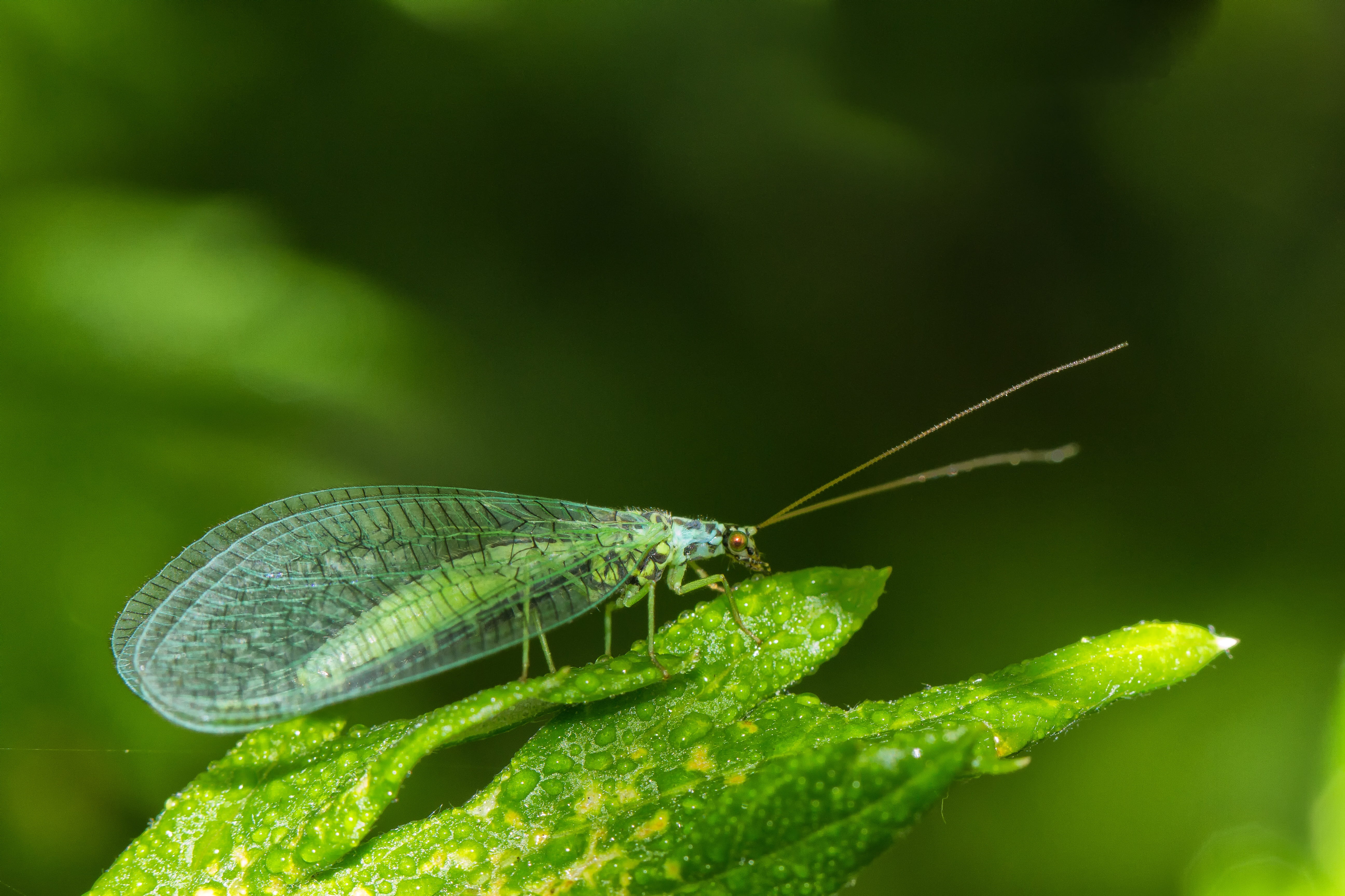 blossom, flight insect, 5K, green color, close-up, outdoors, lacewing, close, green, fly, animal body part, day, butterfly - insect, no people, animal wildlife, HD Wallpaper