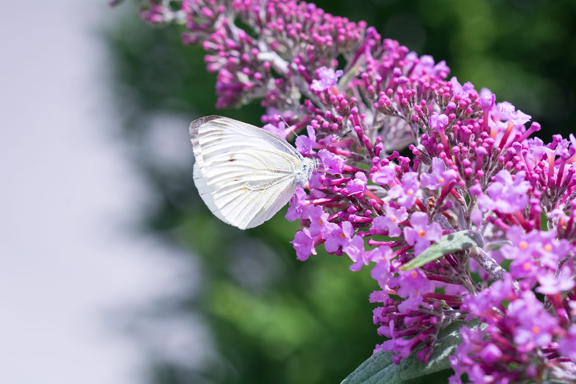 animals in the wild, 1080P, nature, animal themes, garden, flower head, growth, close-up, petal, no people, purple, one animal, in the garden, pieris brassicae, HD Wallpaper
