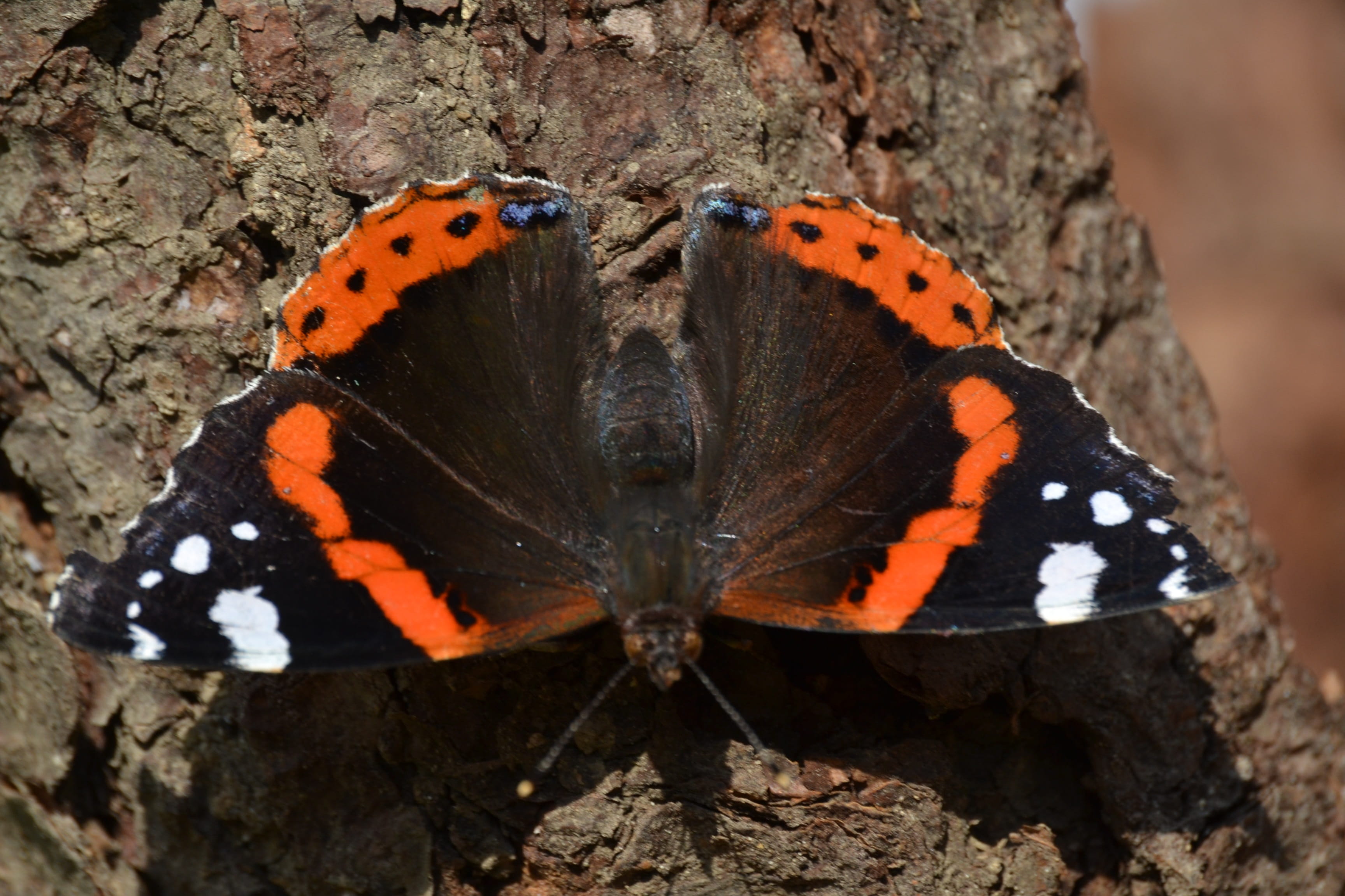 animal wildlife, close-up, nature, black, no people, day, summer, animal markings, outdoors, focus on foreground, orange, butterfly - insect, butterfly, HD Wallpaper