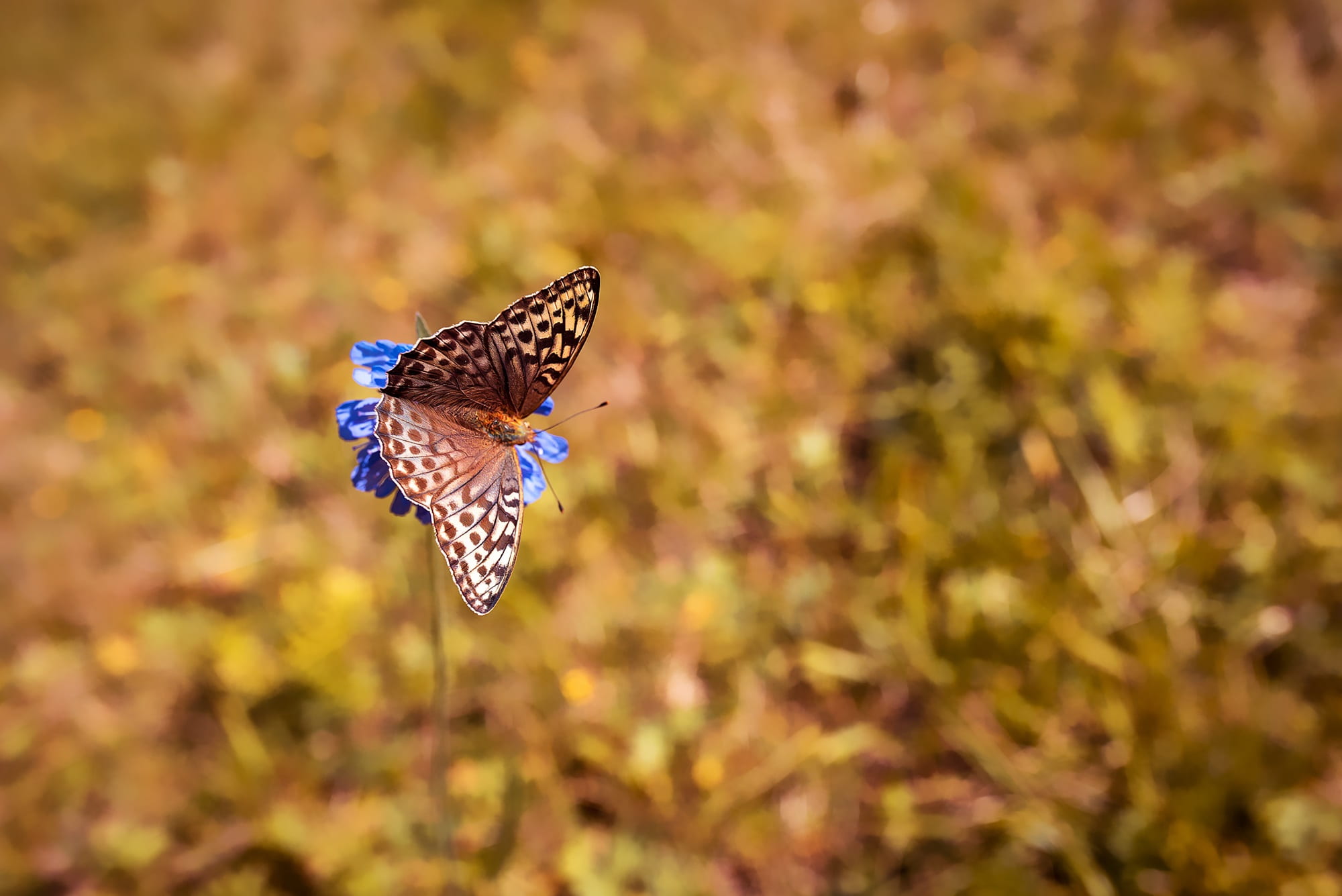 animal, animal wildlife, animals in the wild, butterfly, blue, spread wings, day, perching, butterfly - insect, summer, pointed flower, white, motion, flying, HD Wallpaper