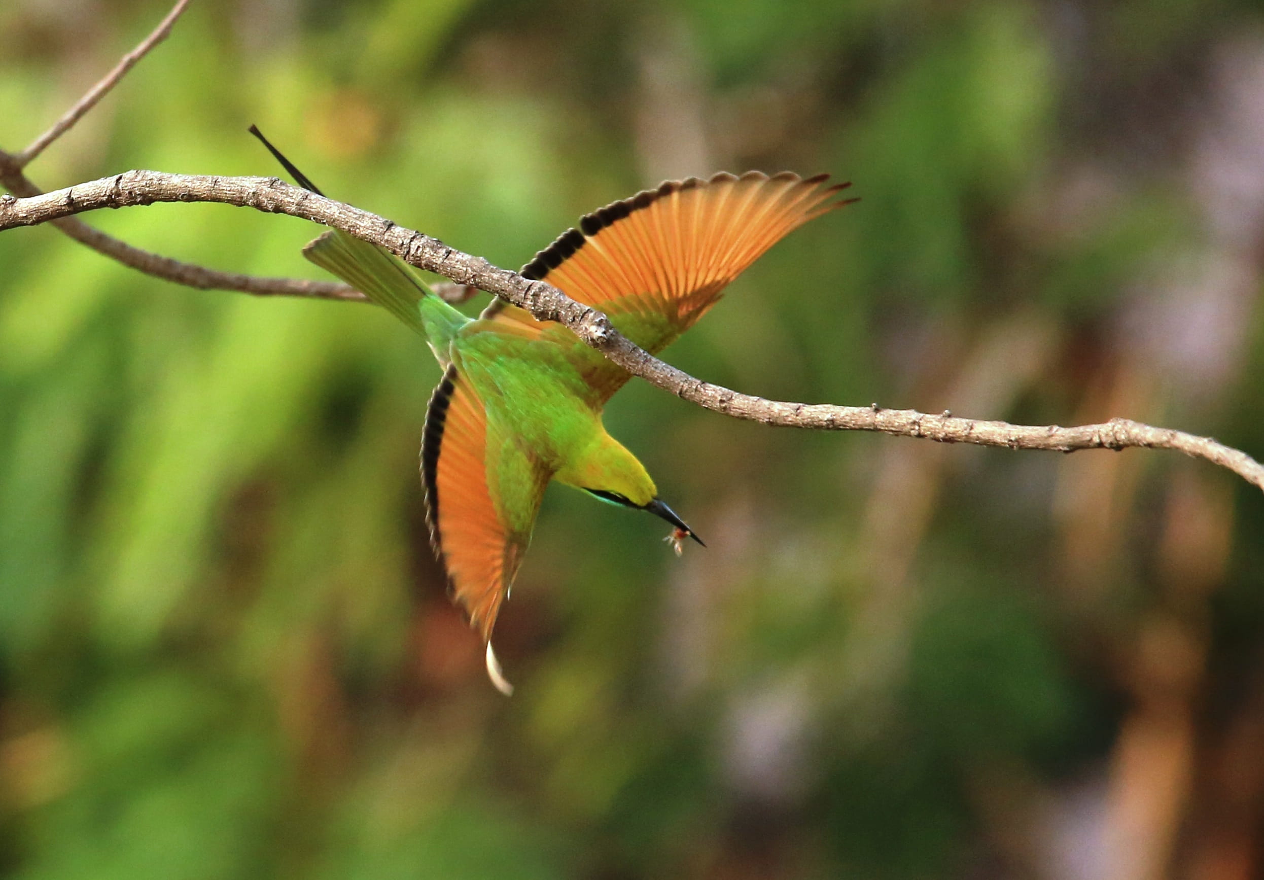 beauty in nature, animal themes, wild, day, focus on foreground, vertebrate, spread wings, eater, animal, flying green bee, Green Bee Eater, animal wildlife, HD Wallpaper