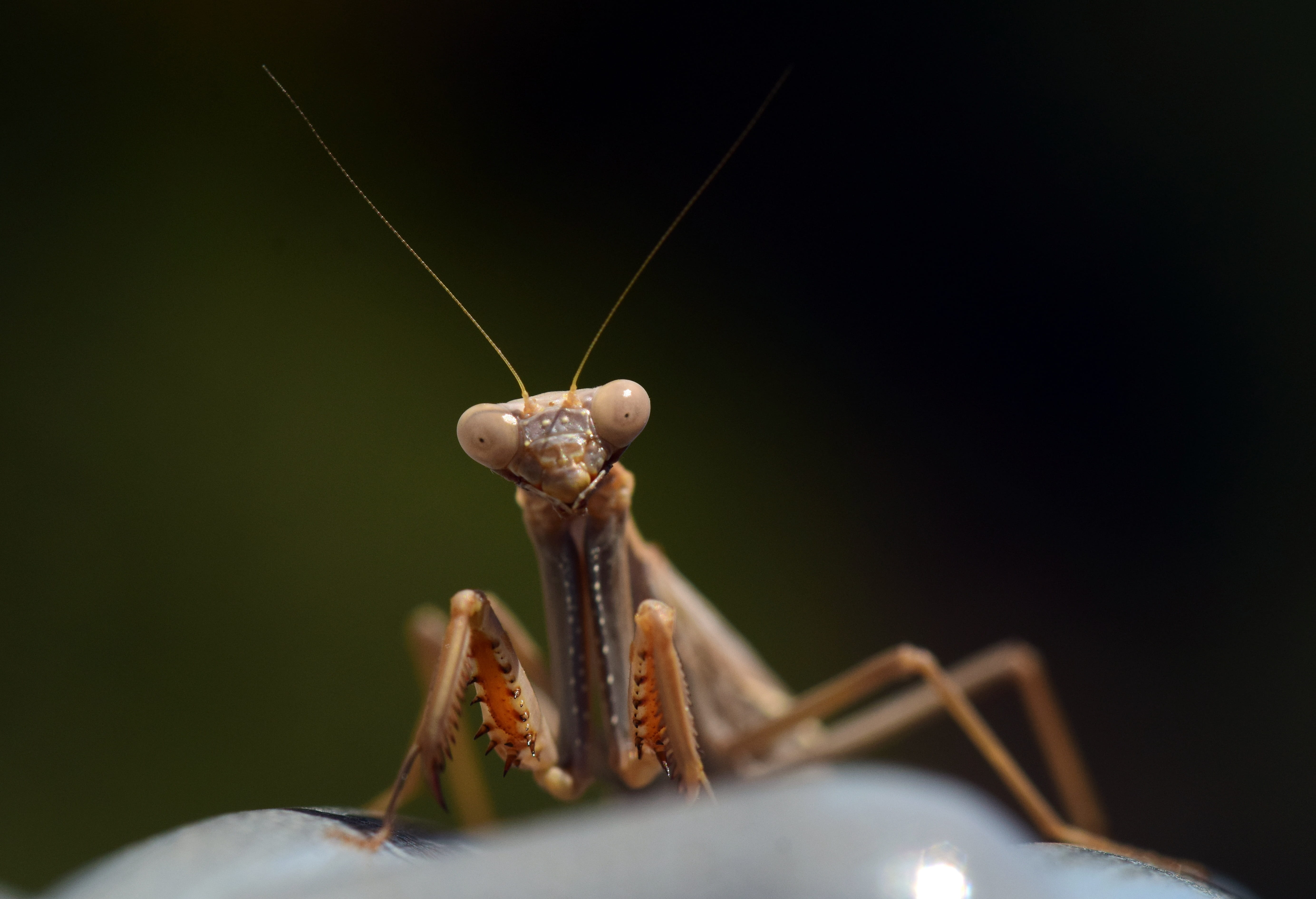 flight insect, close, selective focus, outdoors, animal wildlife, animal body part, animal antenna, european mantis, female, probe, insect, animal, brown, HD Wallpaper