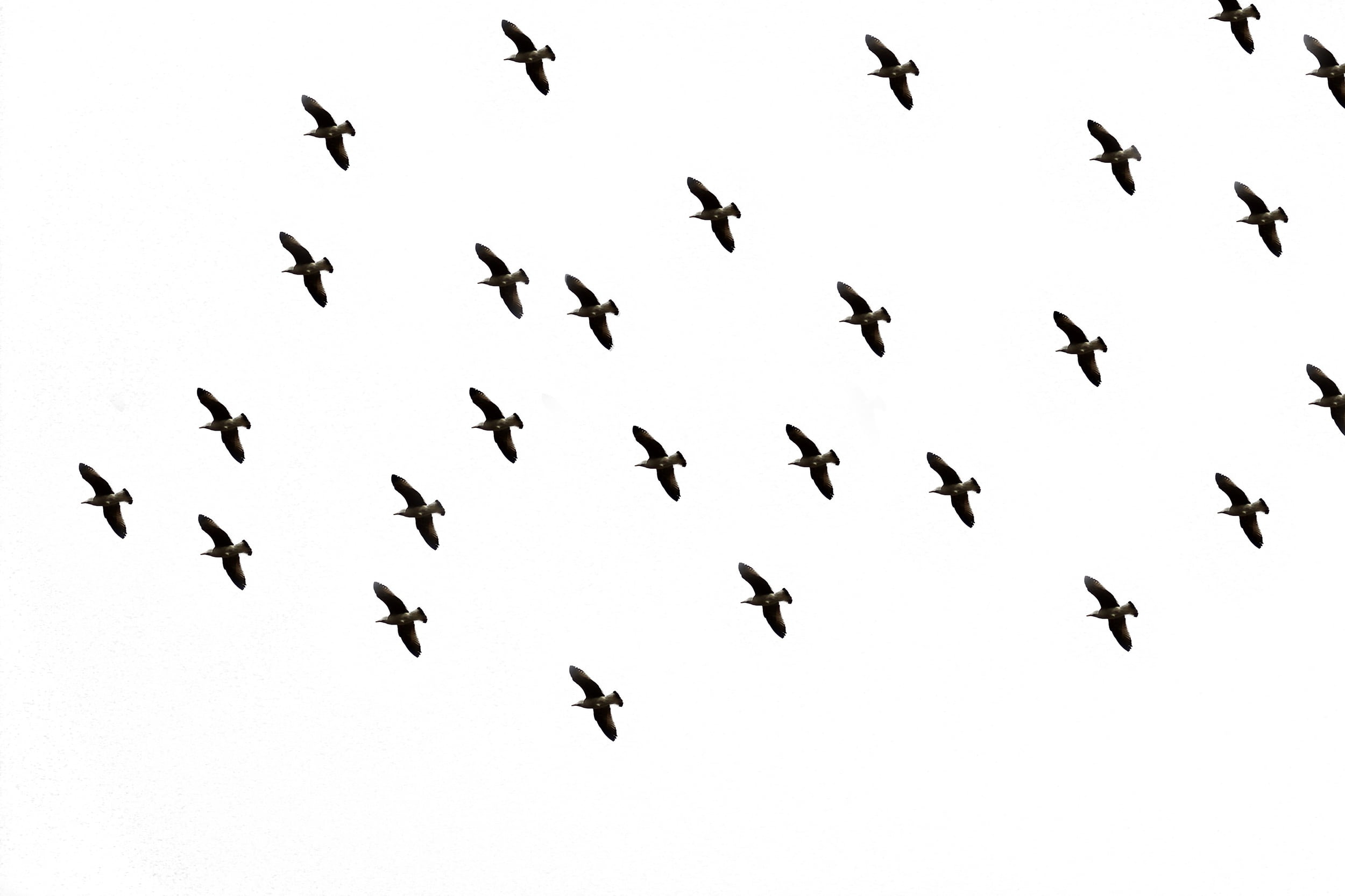 1080P, bird flight, motion, no people, group of animals, midair, vertebrate, picture, nature, bee, flapping, insect, animals in the wild, in flight, animal wildlife, HD Wallpaper