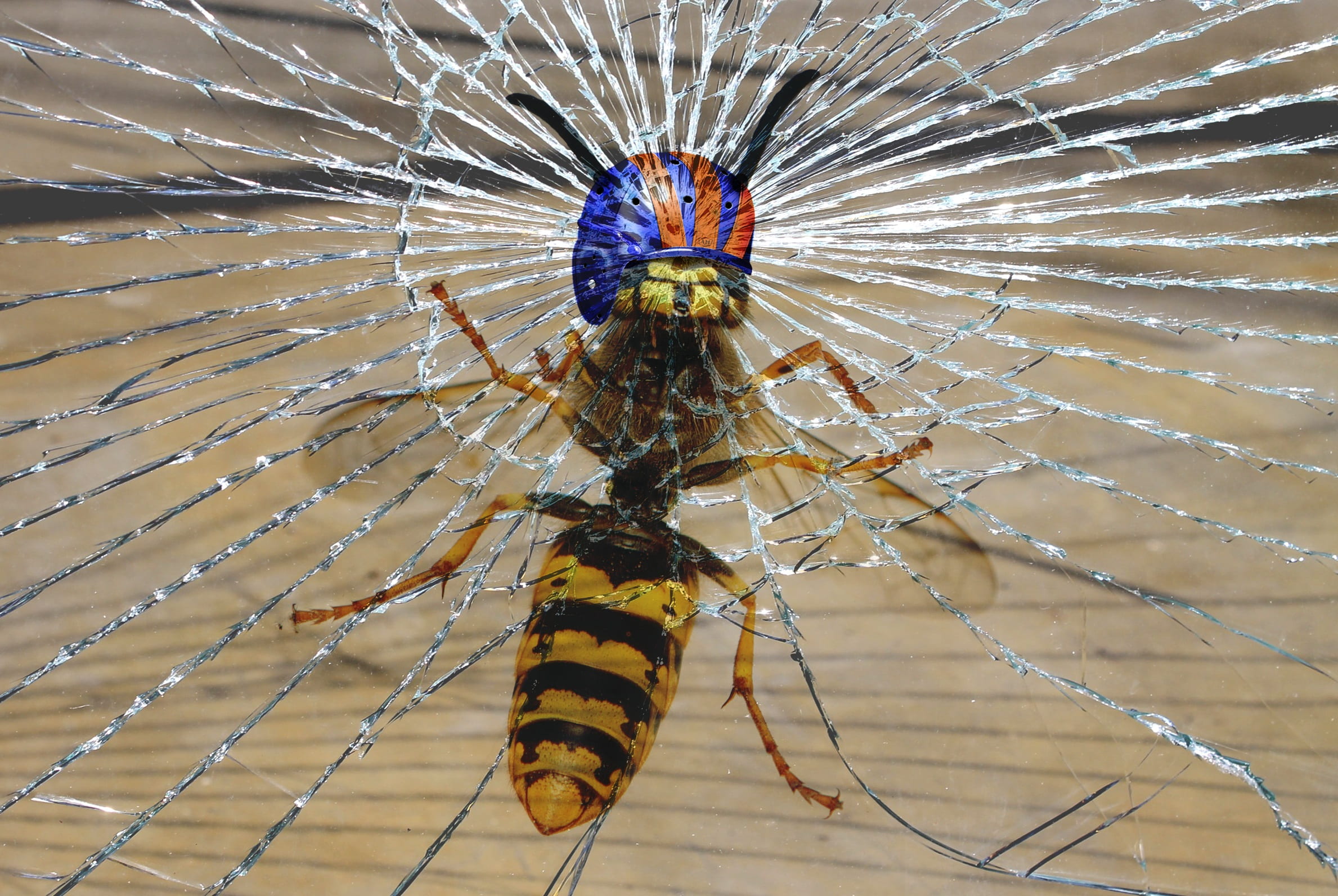 day, flying insects, animal wildlife, fracture, composing, invertebrate, focus on foreground, wasp, outdoors, spider web, spider, funny photos, funny, broken, HD Wallpaper