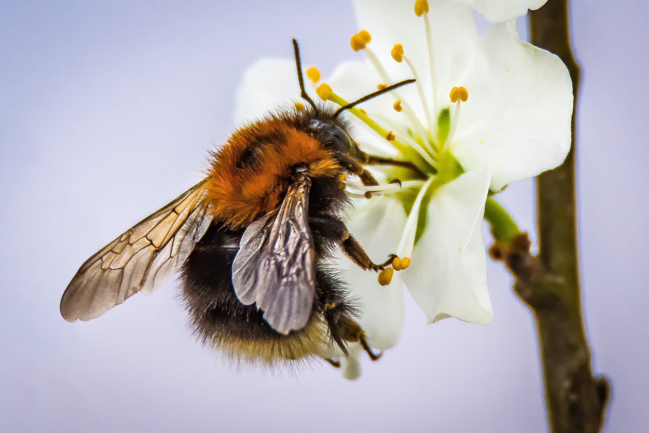 animals in the wild, flight insect, insect, nectar, bloom, no people, animal world, beautiful, outdoors, wing, plant, pollen, photography, colorful, close-up, HD Wallpaper