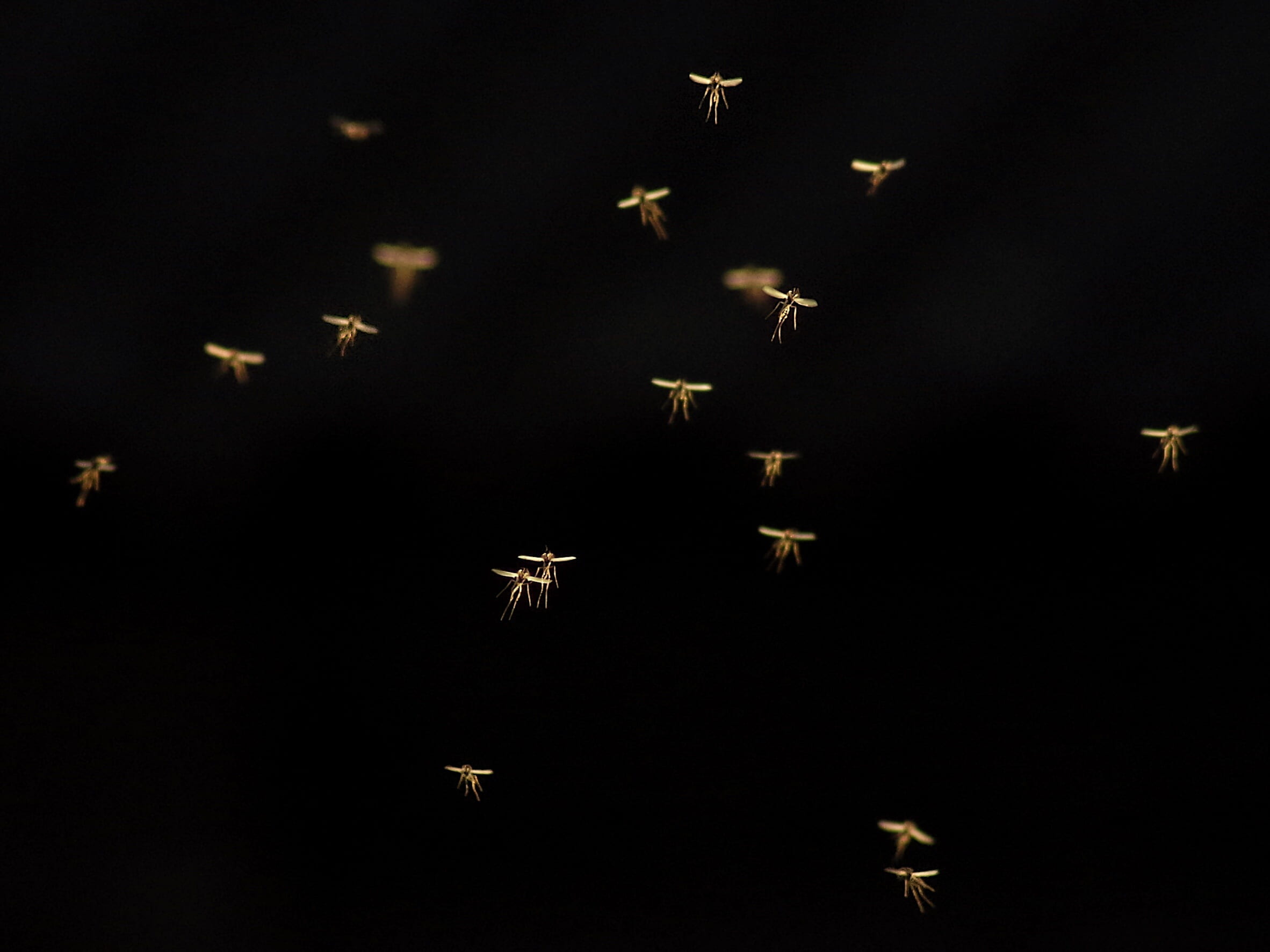 fly, dance mosquitoes, countless, light, mid-air, animal, dance schools, motion, illuminated, elves dance, mosquitoes, insect, swarm, mating flights, night, HD Wallpaper