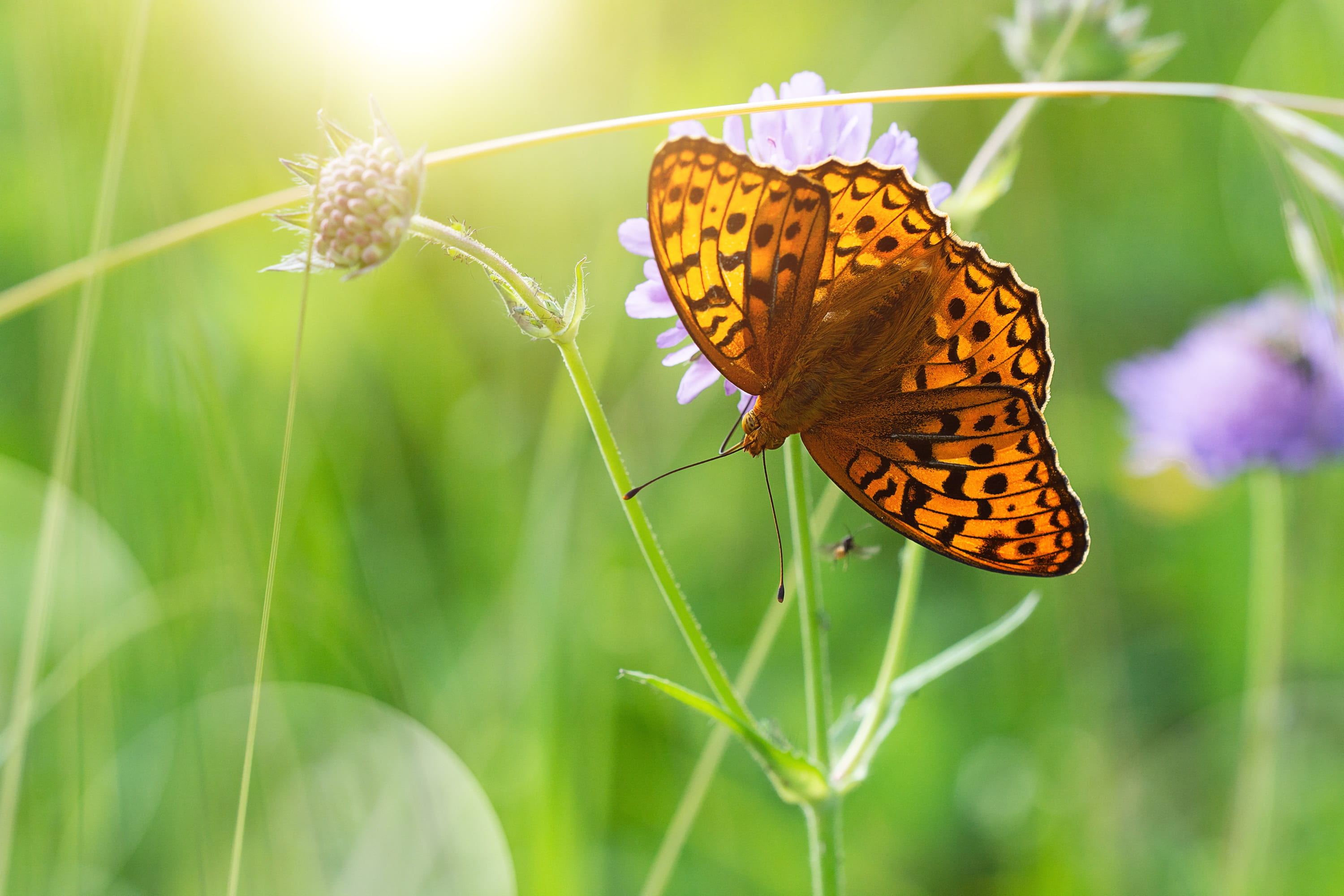 pollination, flower, meadow, summer, nature, insect, butterflies, fritillary, animal body part, butterfly - insect, outdoors, animals in the wild, plant, HD Wallpaper