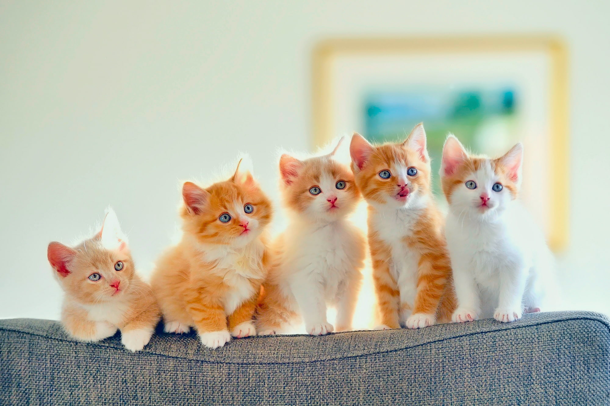 5 pieces, room, kittens, Kote, cats, sofa, light, 1080P, HD Wallpaper
