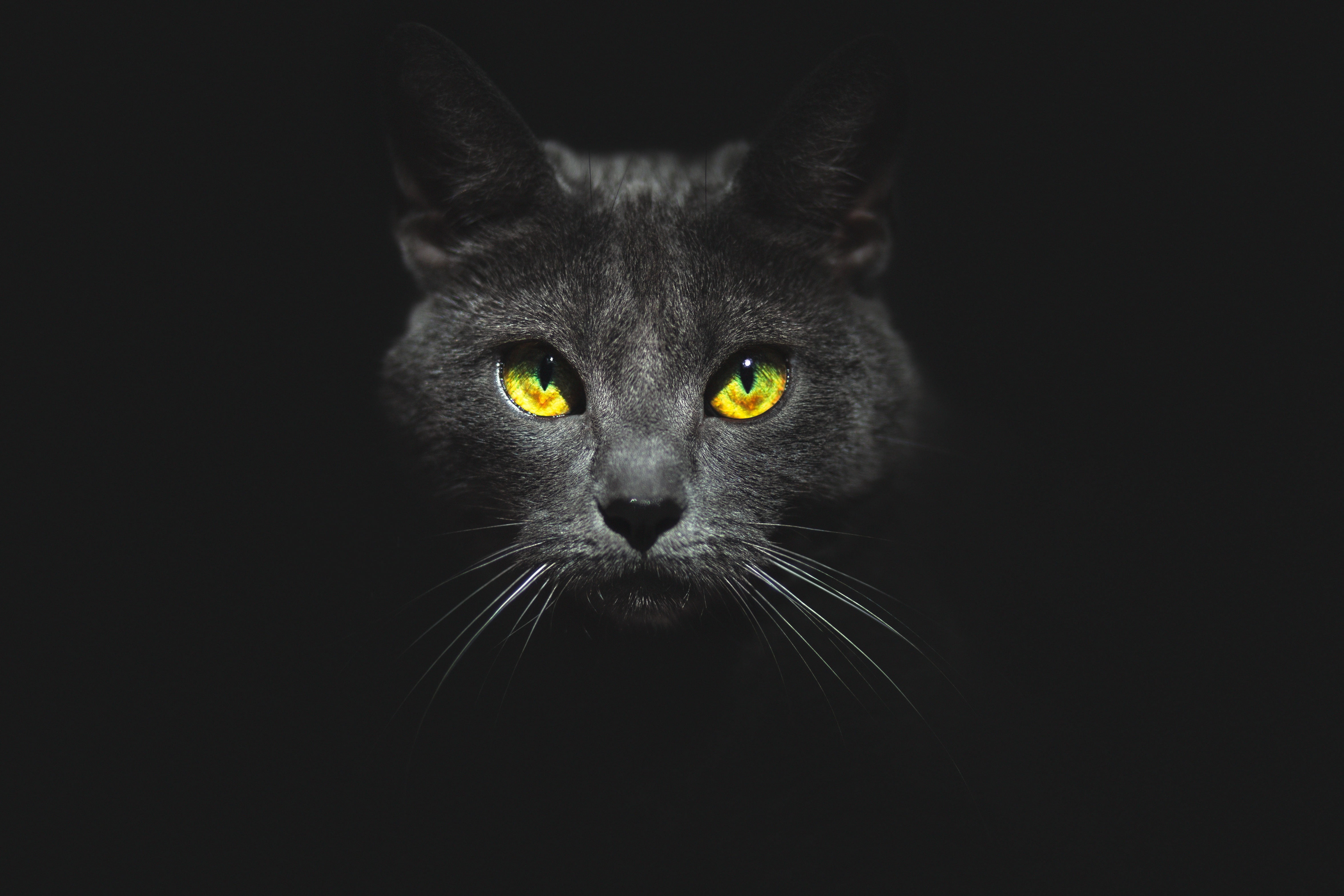 Kote, portrait, yellow eyes, vertebrate, black background, domestic cat, 4K, whisker, face, animal, mammal, pets, studio shot, cat, black, look, HD Wallpaper