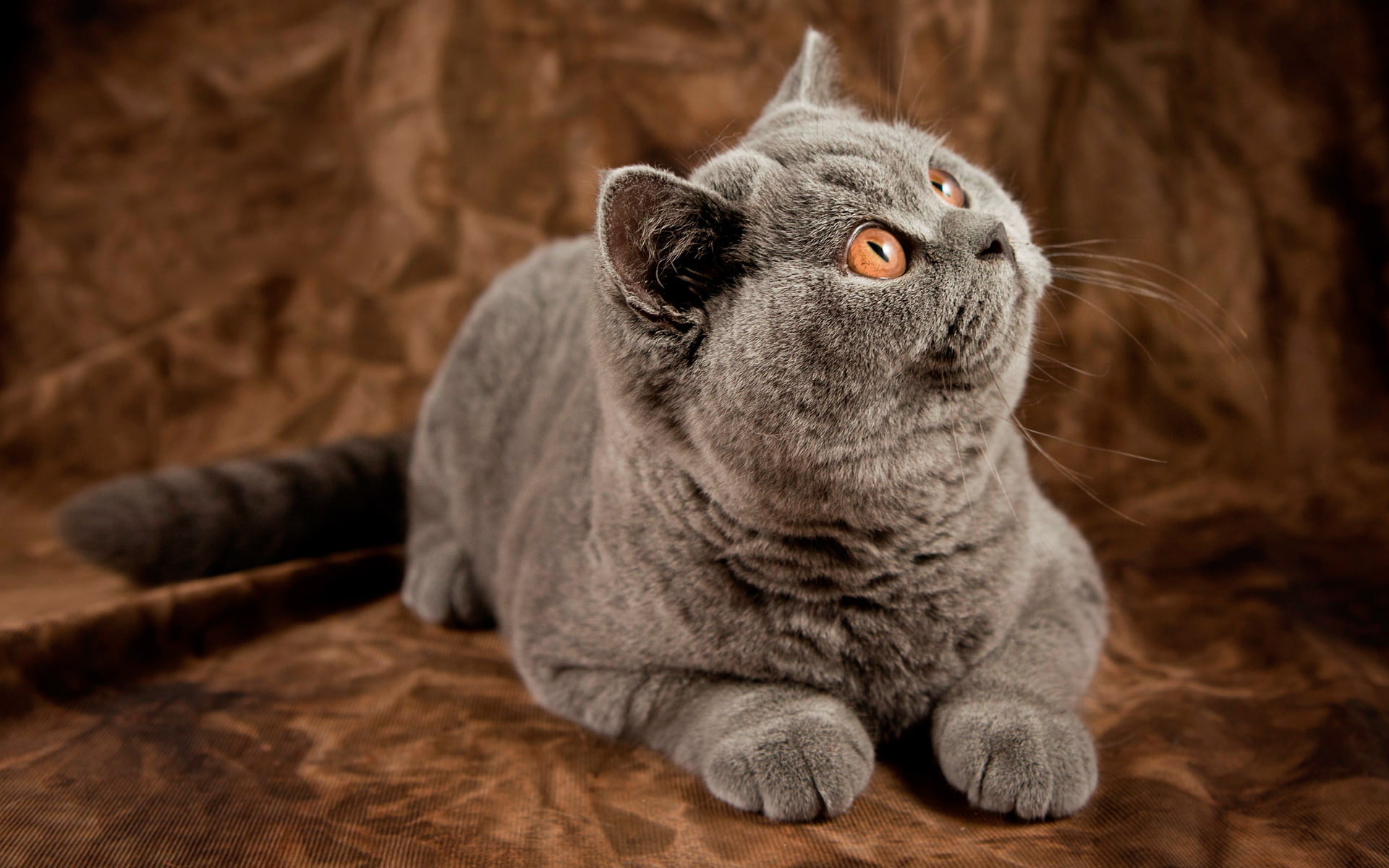 British, Kote, 1080P, British Shorthair, cat, HD Wallpaper