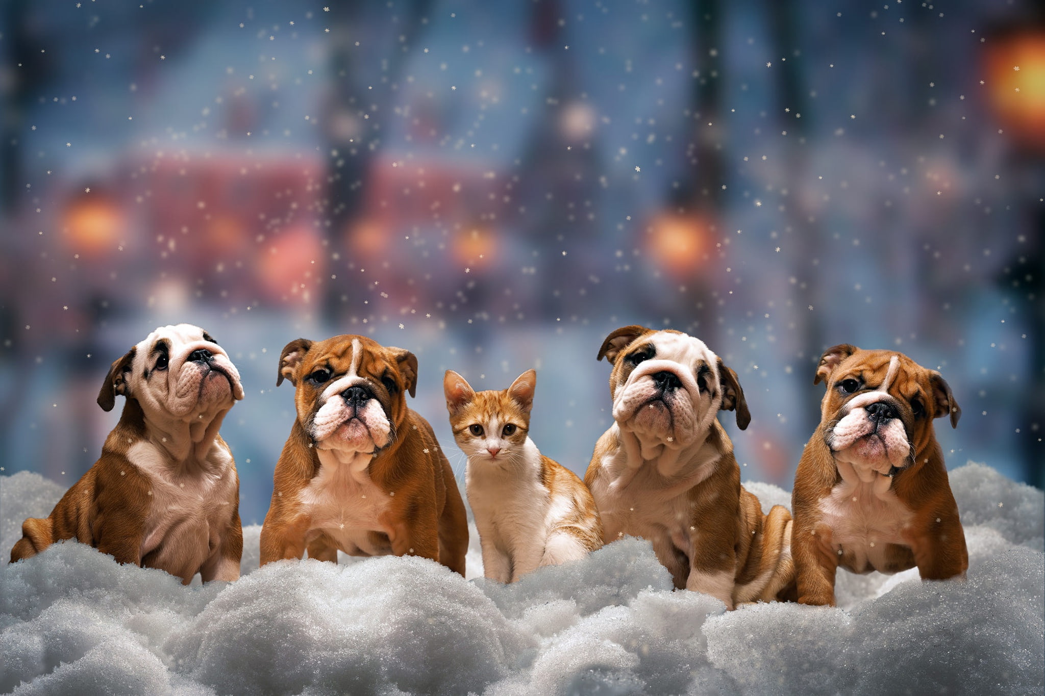 cat and dog, the snow, English bulldog, the city, team, kompashka, beauty, snowfall, mood, cat, the evening, kids, trees, pose, twilight, lights, sitting, HD Wallpaper