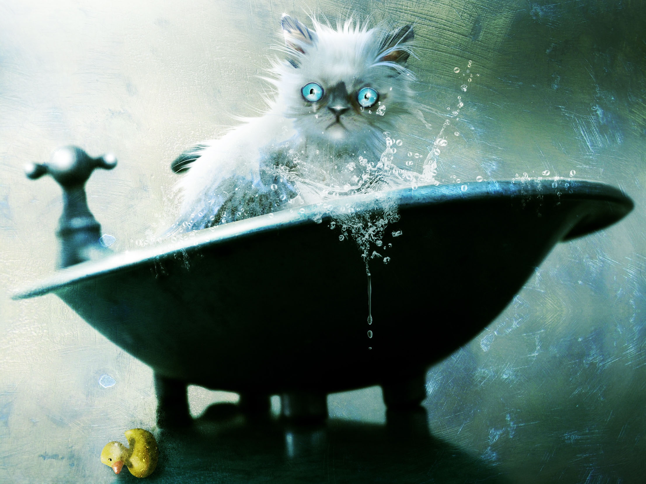 art, squirt, white, Kote, cat, bathing, bath, vacuumslayer, wet, illustration, 1080P, duck, HD Wallpaper