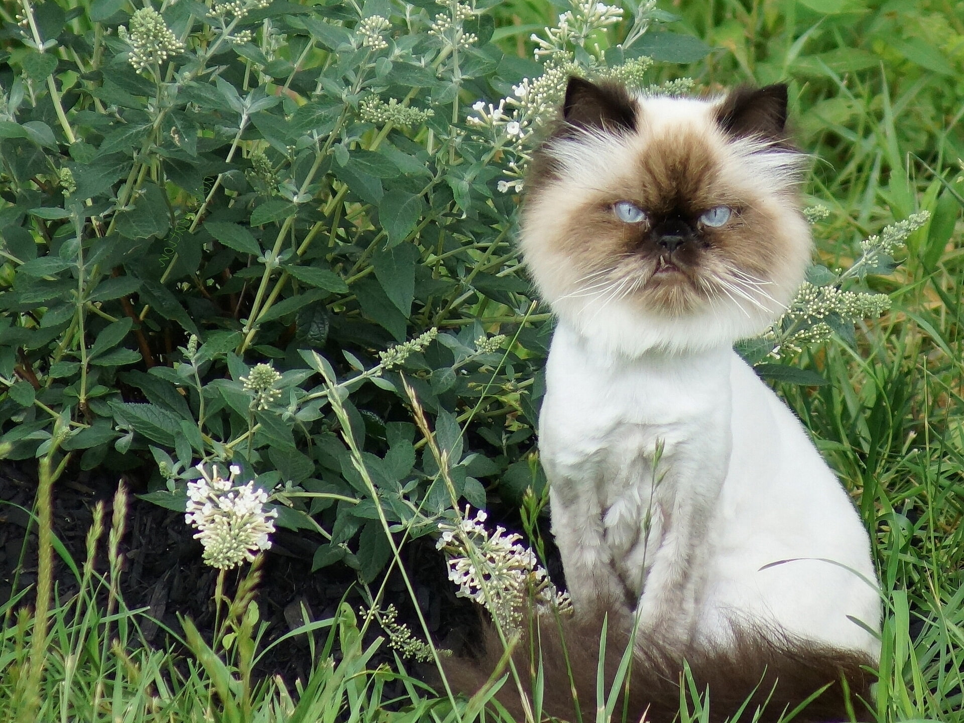 1080P, mane, Kote, siamese, cat, Leo, flowers, HD Wallpaper