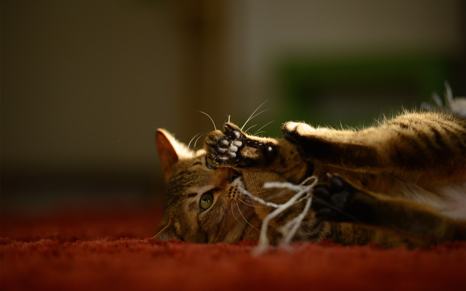 thread, 1080P, Kote, the game, carpet, cat, HD Wallpaper