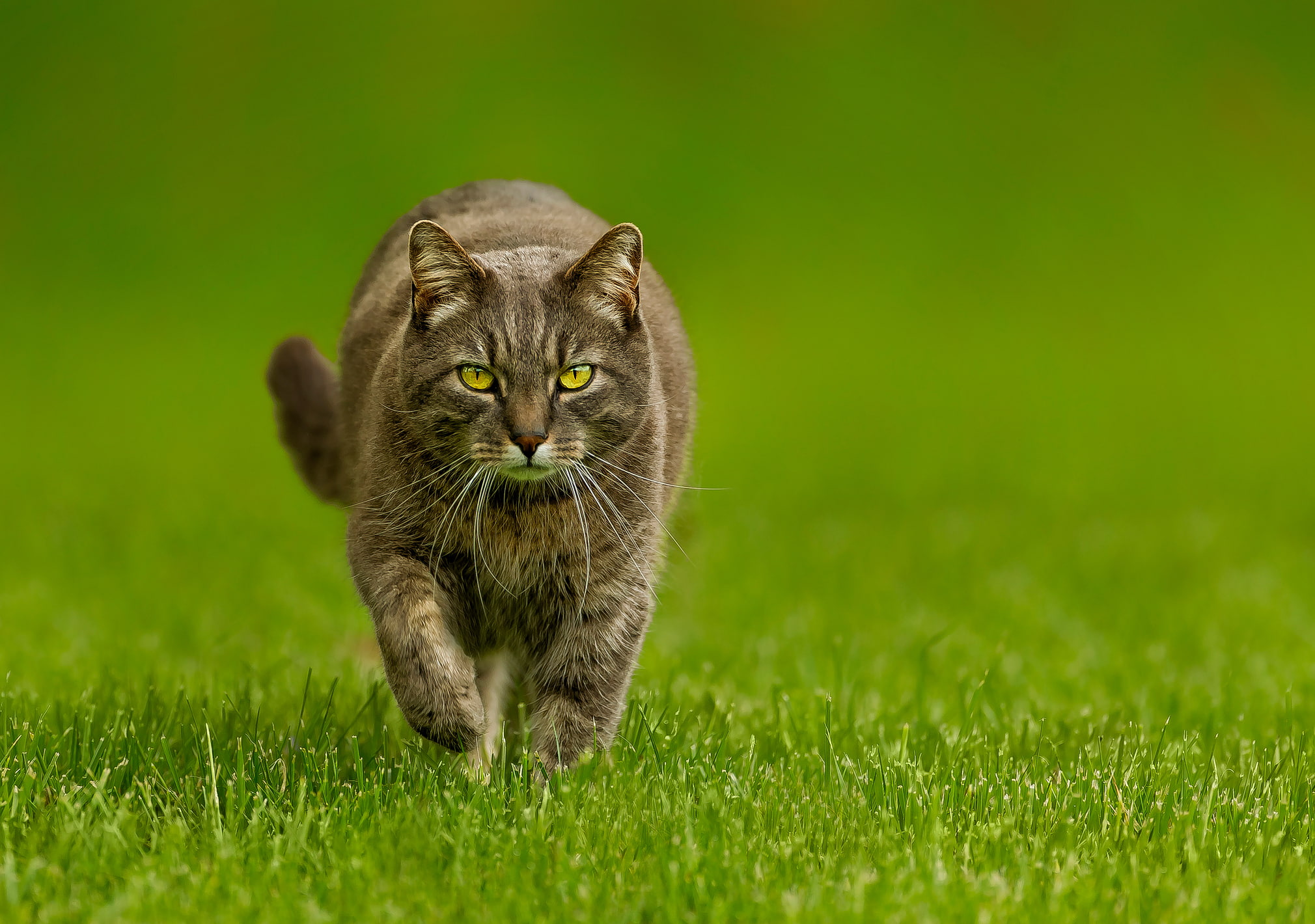 animal, 1080P, green color, portrait, looking at camera, one animal, pets, background, tabby, whisker, domestic animals, selective focus, animal themes, HD Wallpaper