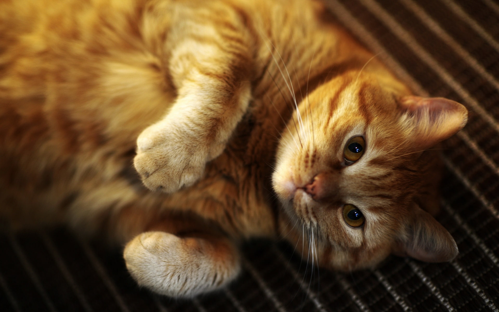 lies, Kote, thick, pose, nyasha, ginger, chubby, cat, mordaha, look, red, collapsed, legs, 1080P, HD Wallpaper