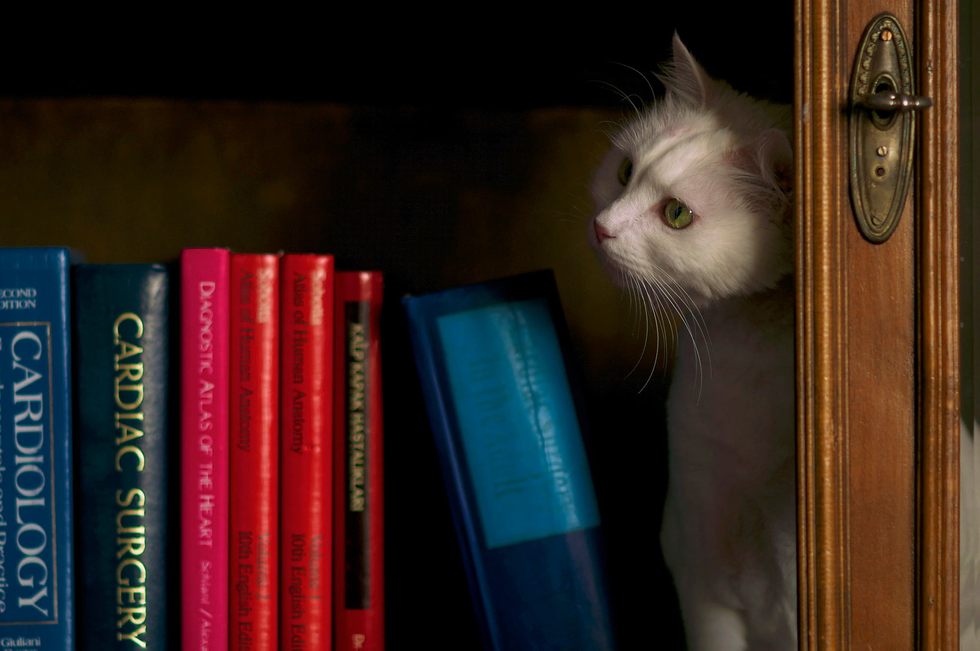 1080P, cat, books, shelf, white, the dark background, thoughtful, wardrobe, Kote, still life, look, library, book, HD Wallpaper