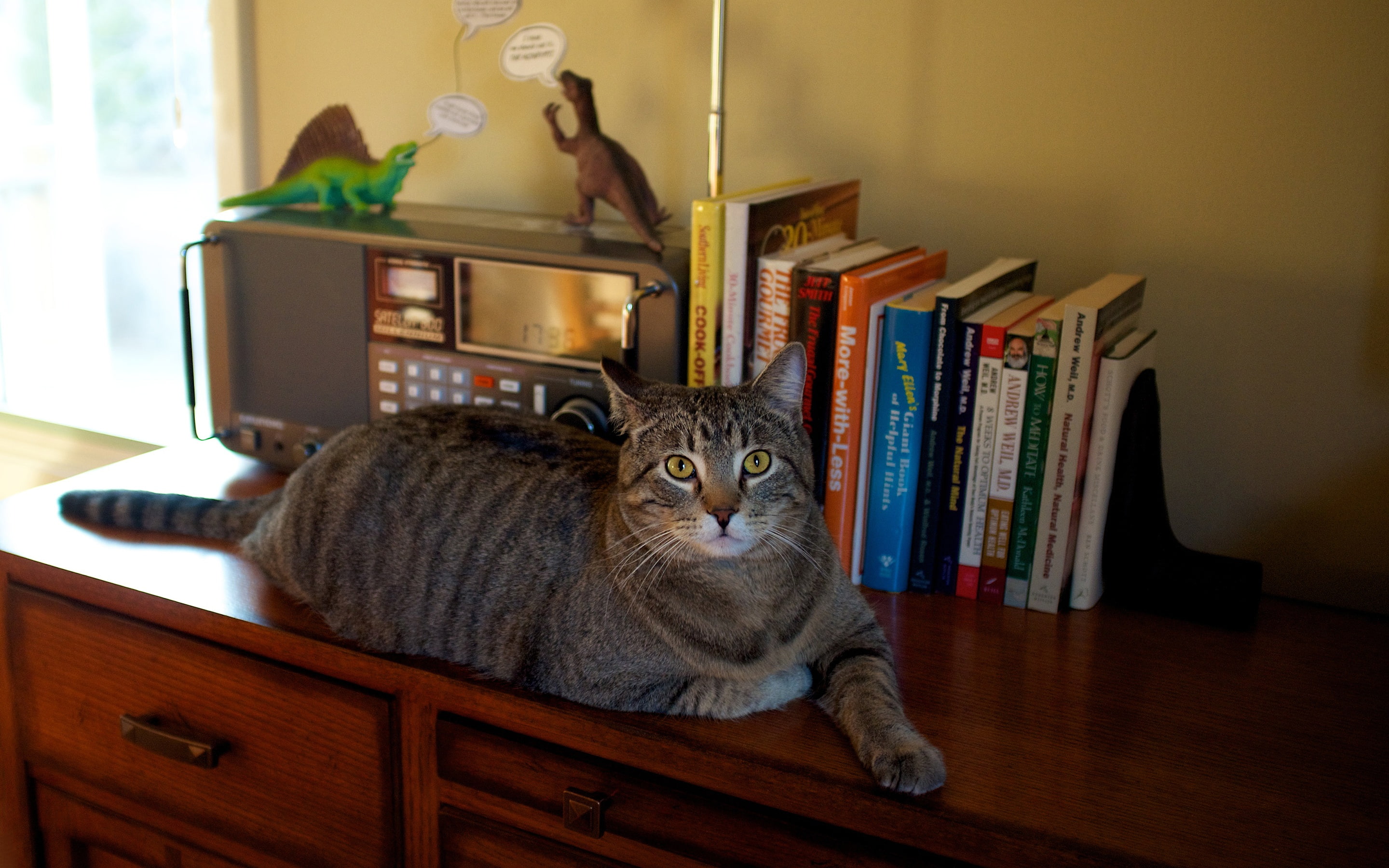 striped, comfort, wall, wardrobe, Kote, books, look, chest, lies, home furnishings, dinosaurs, receiver, chubby, cat, paws, thick, furniture, window, toys, HD Wallpaper