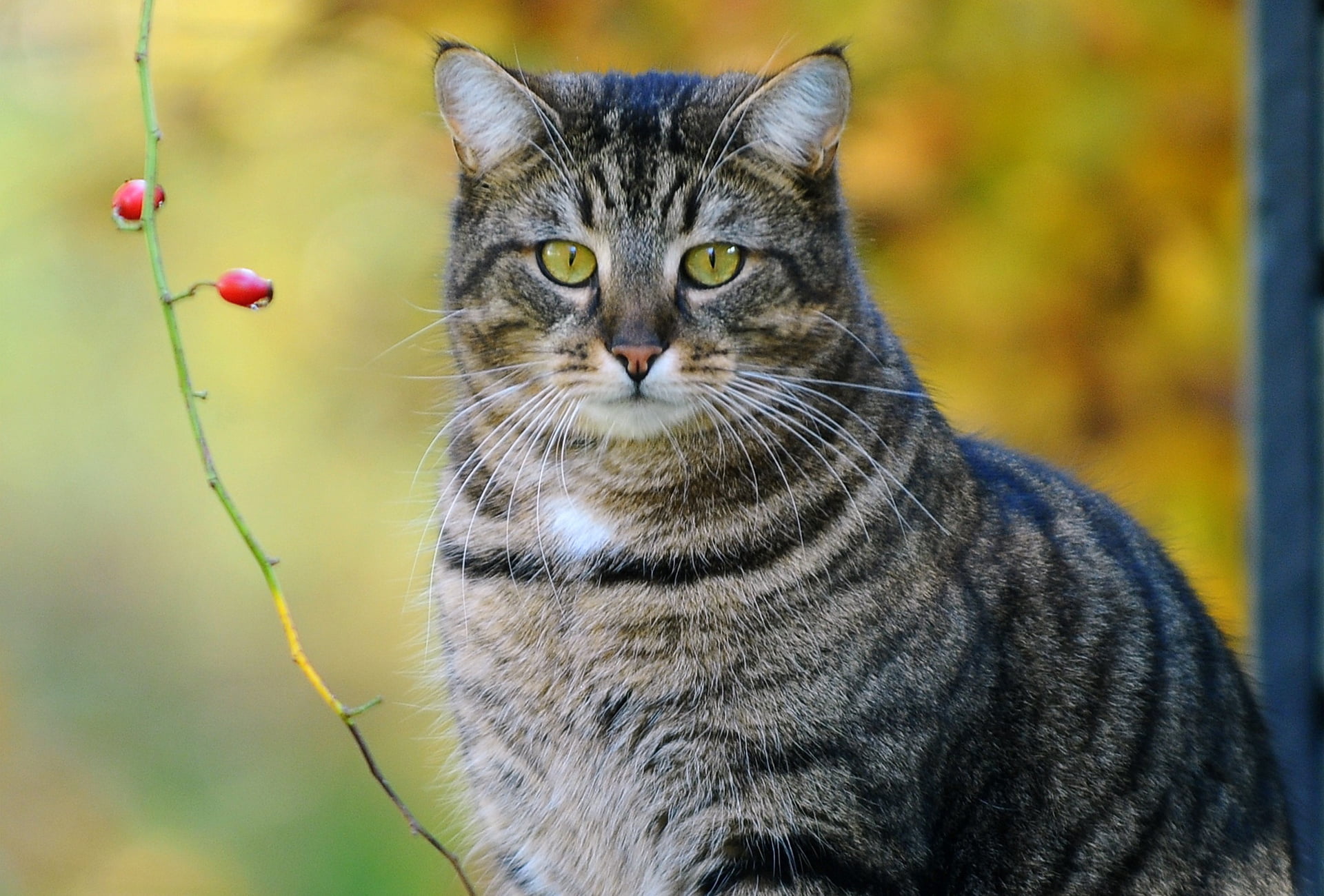 branch, looking, animal eye, portrait, yellow eyes, looking at camera, no people, day, pets, focus on foreground, 1080P, domestic, one animal, vertebrate, HD Wallpaper