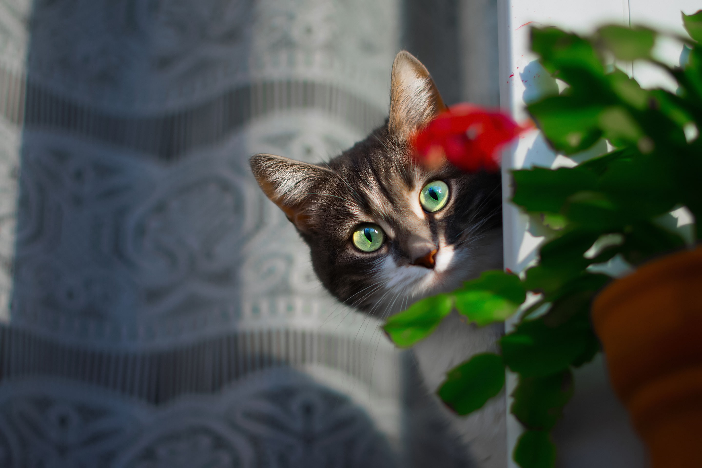 black, white, Kote, 2K, cat, look, blind, face, flower, HD Wallpaper