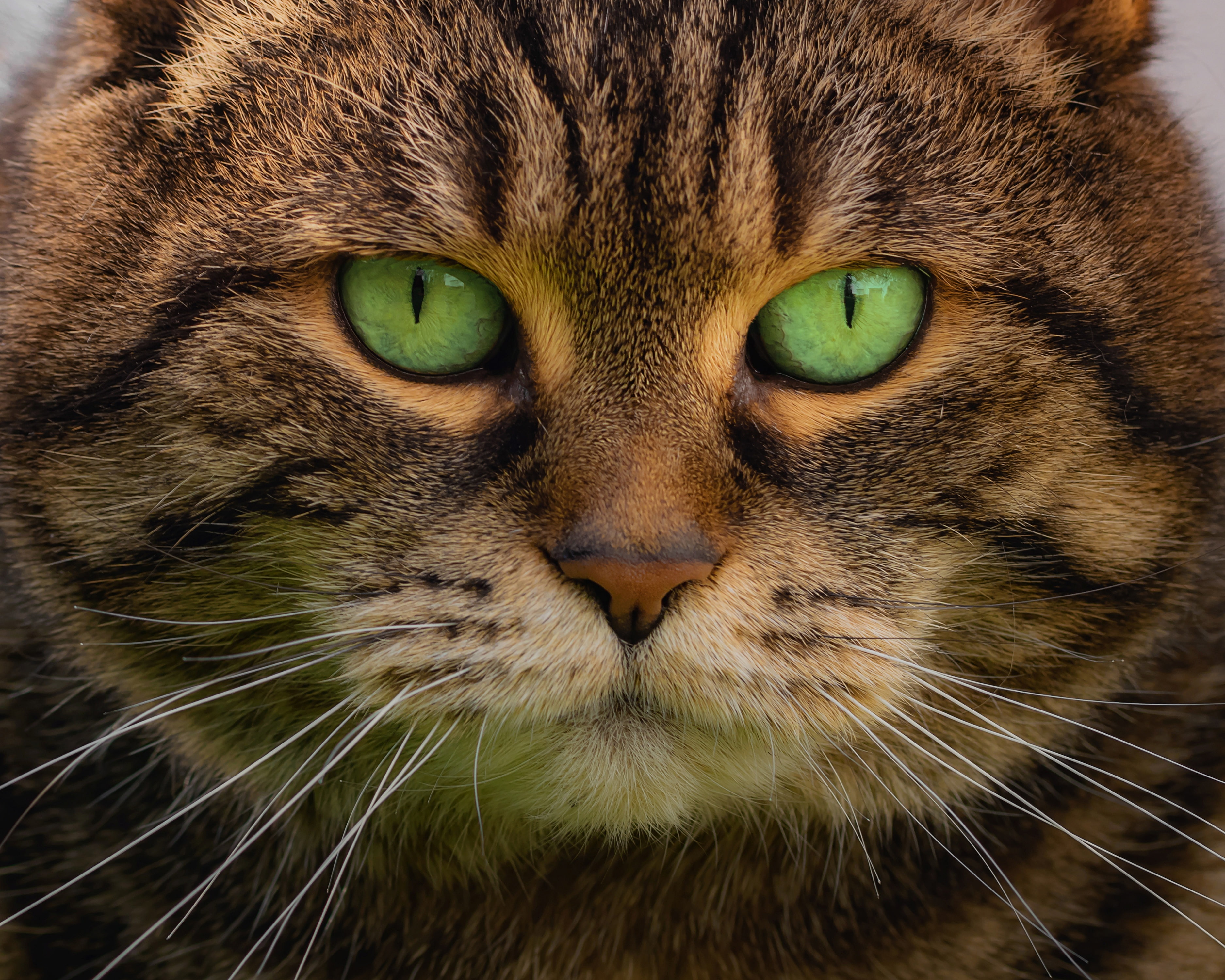 kotofeich, muzzle, look, 2K, portrait, green eyes, Kote, HD Wallpaper