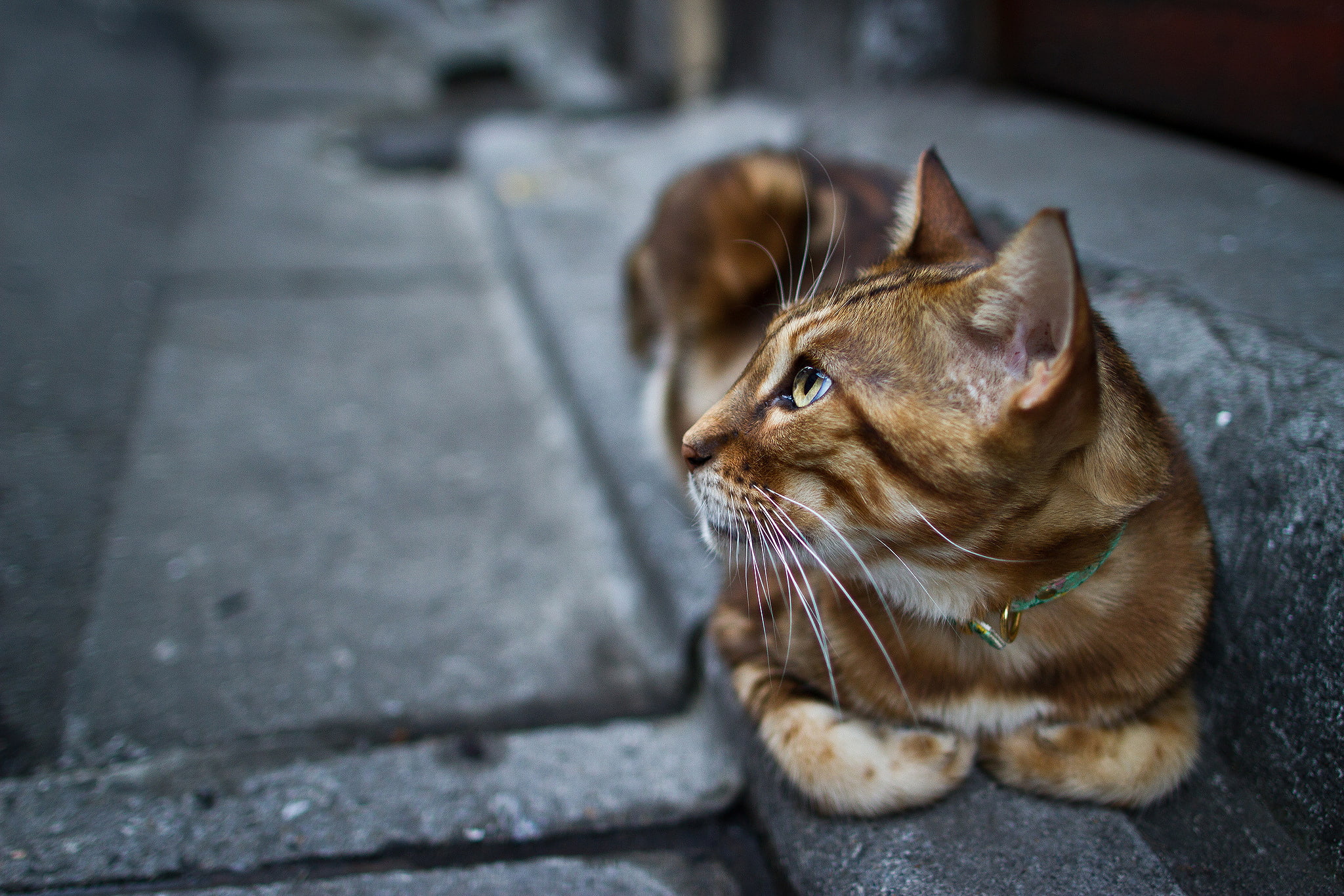 collar, 1080P, Kote, cat, paws, look, HD Wallpaper
