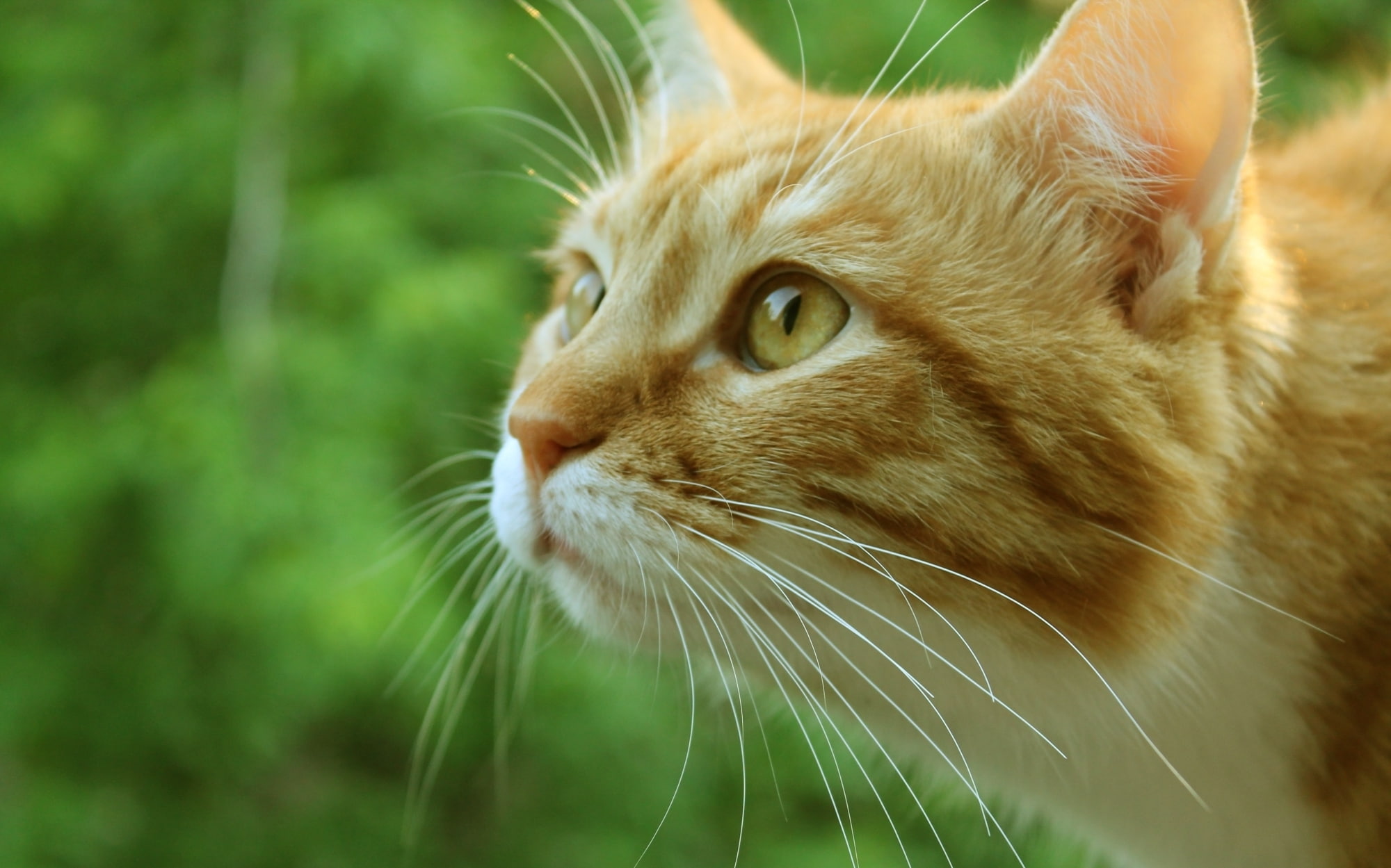 Kote, greens, face, red, cat, macro, 1080P, HD Wallpaper