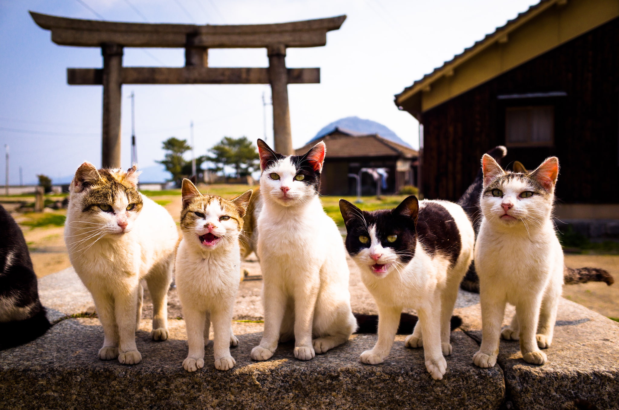 cats, Kote, 1080P, look, background, HD Wallpaper