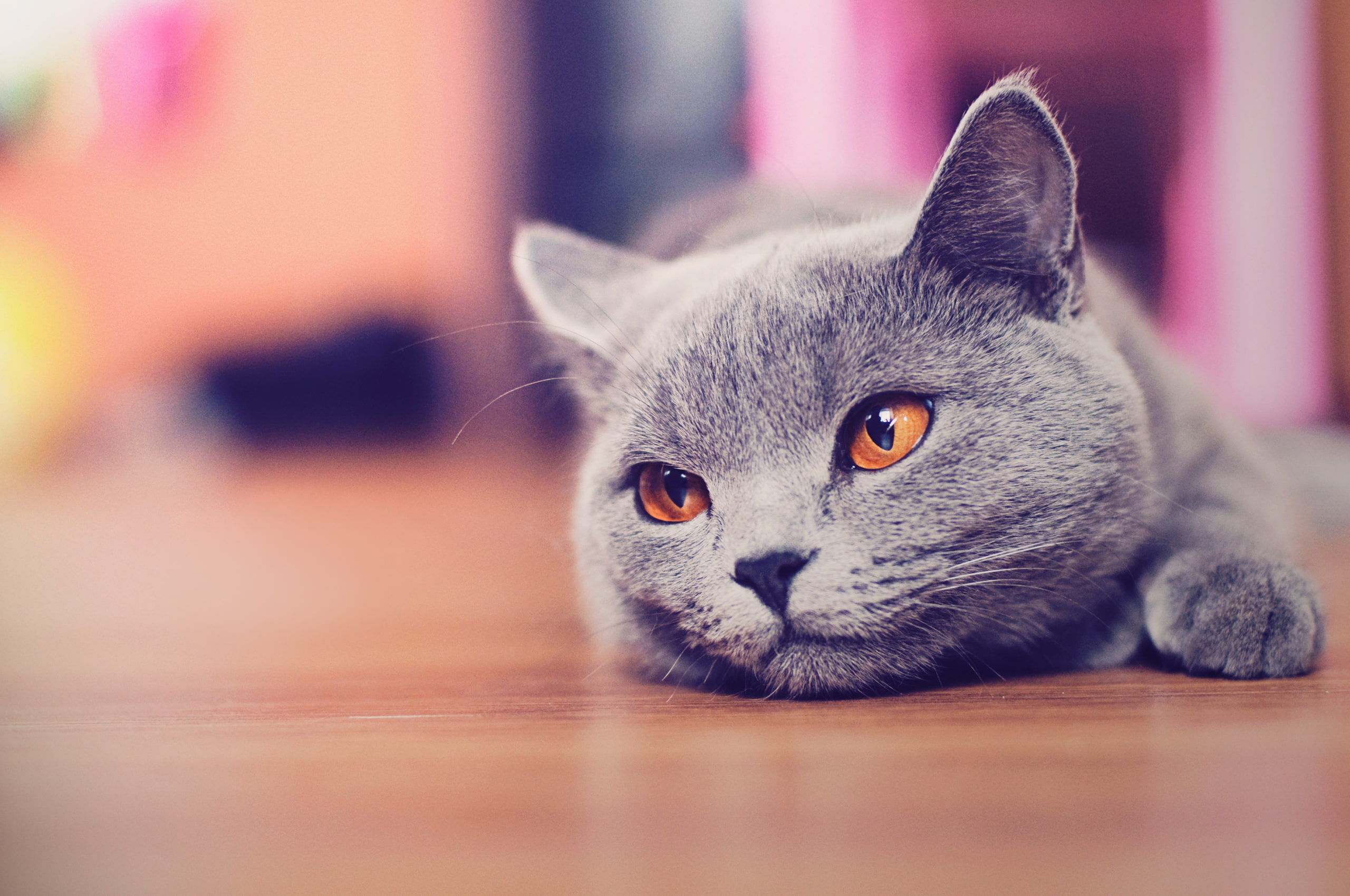 looks, 2K, floor, face, Kote, cat, HD Wallpaper