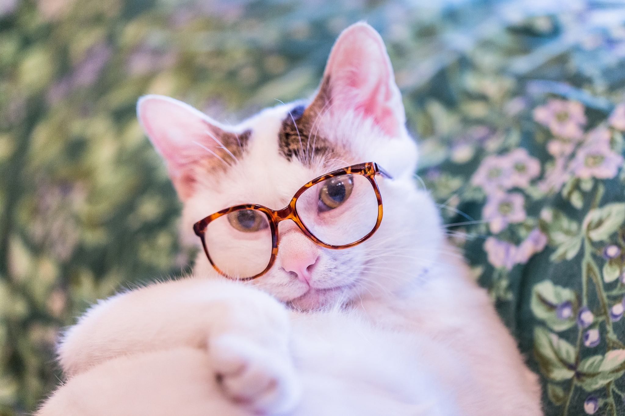 Kote, glasses, 1080P, cat, look, HD Wallpaper