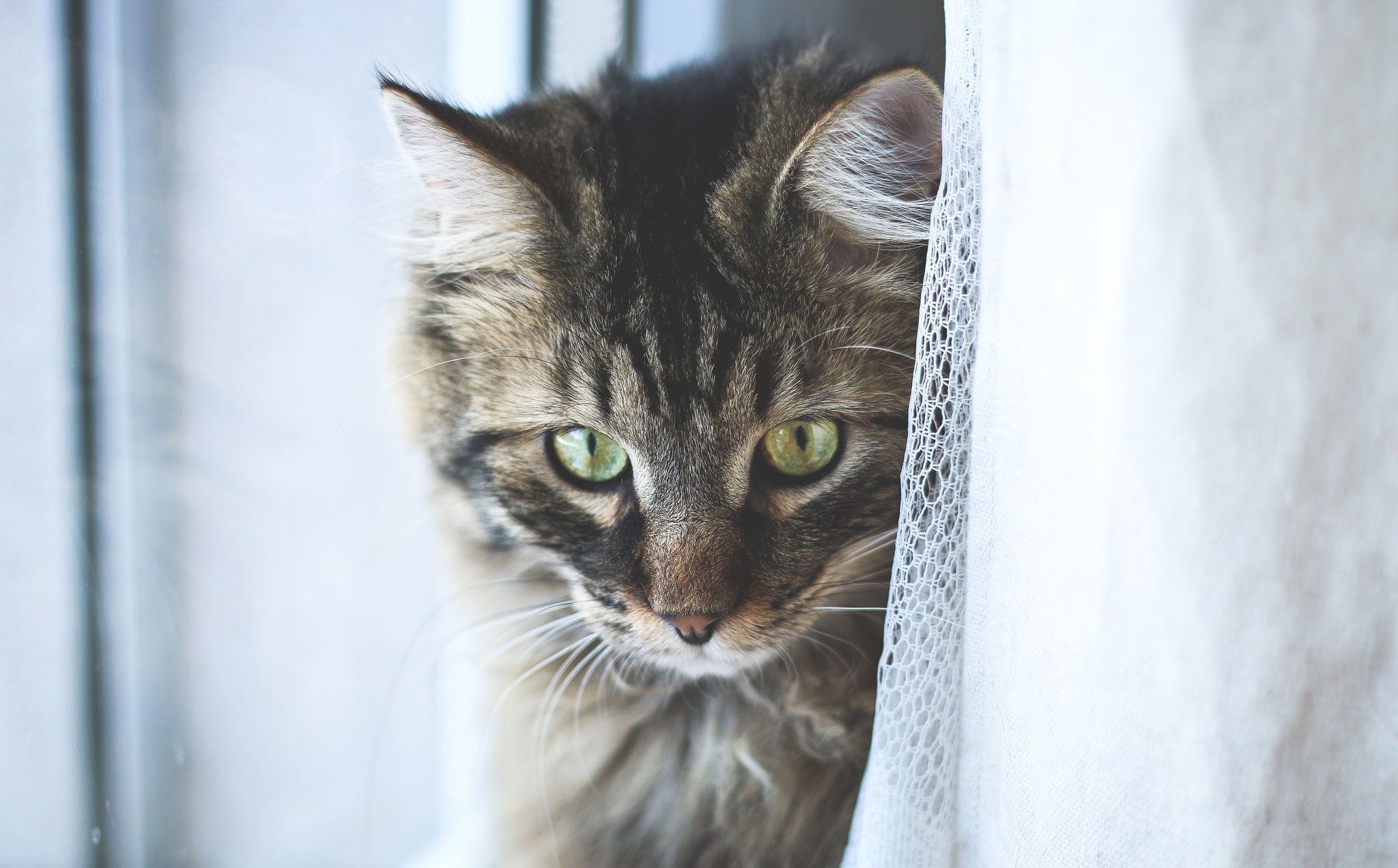 Tomcat, eyes, Kote, 1080P, polosaty, HD Wallpaper