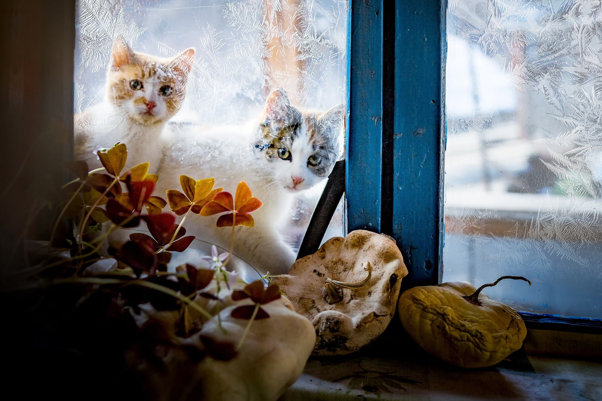 two things, patterns, cats, window, winter, 1080P, Kote, katashi, glass, outside the window, HD Wallpaper