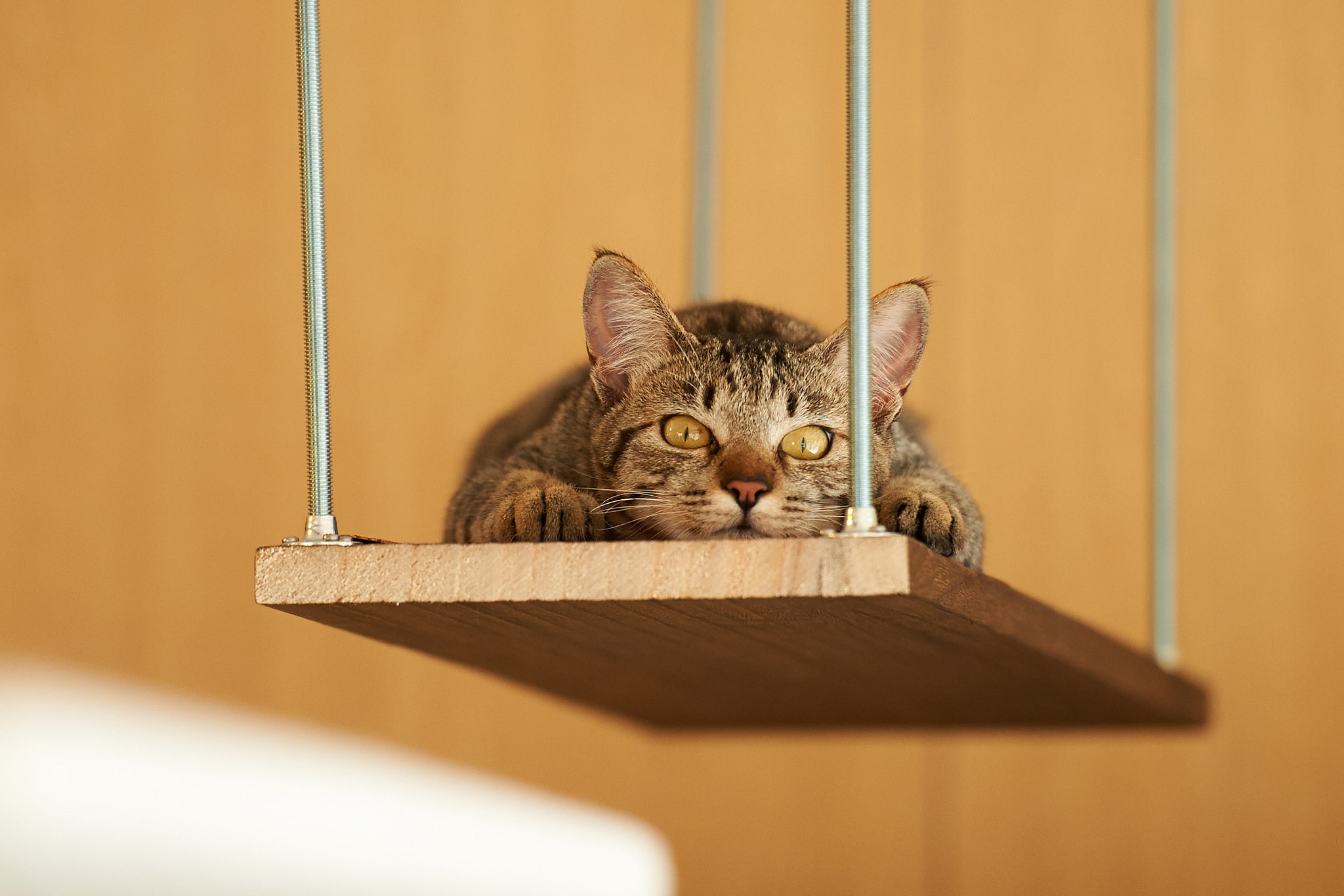 shelf, Kote, 1080P, lying, stay, cat, HD Wallpaper