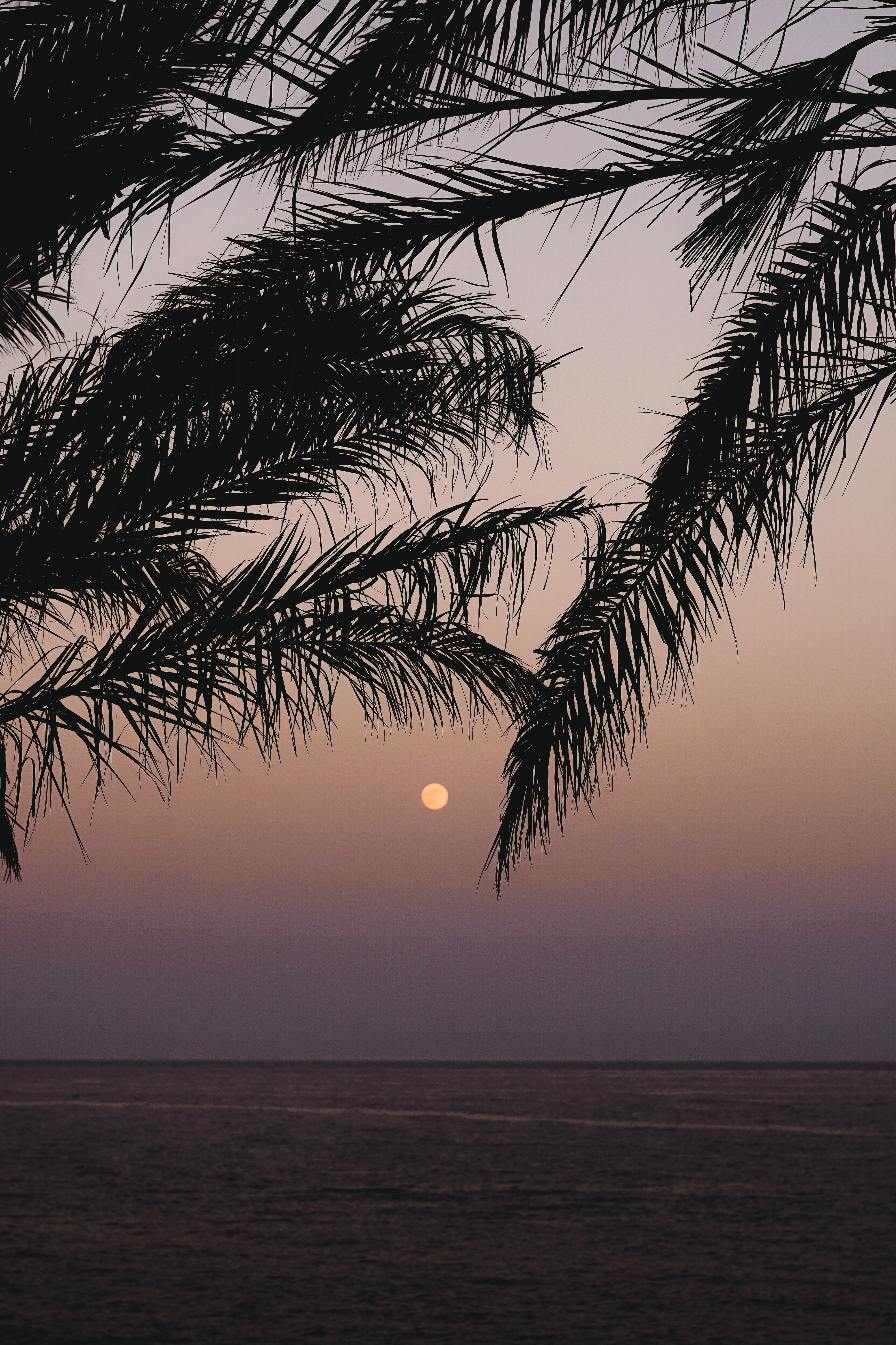 full, palm leaf, tranquility, silhouette, horizon over water, water, beach, landscape, beauty in nature, ocean, shore, no people, sea, view, scenics - nature, Phone HD Wallpaper