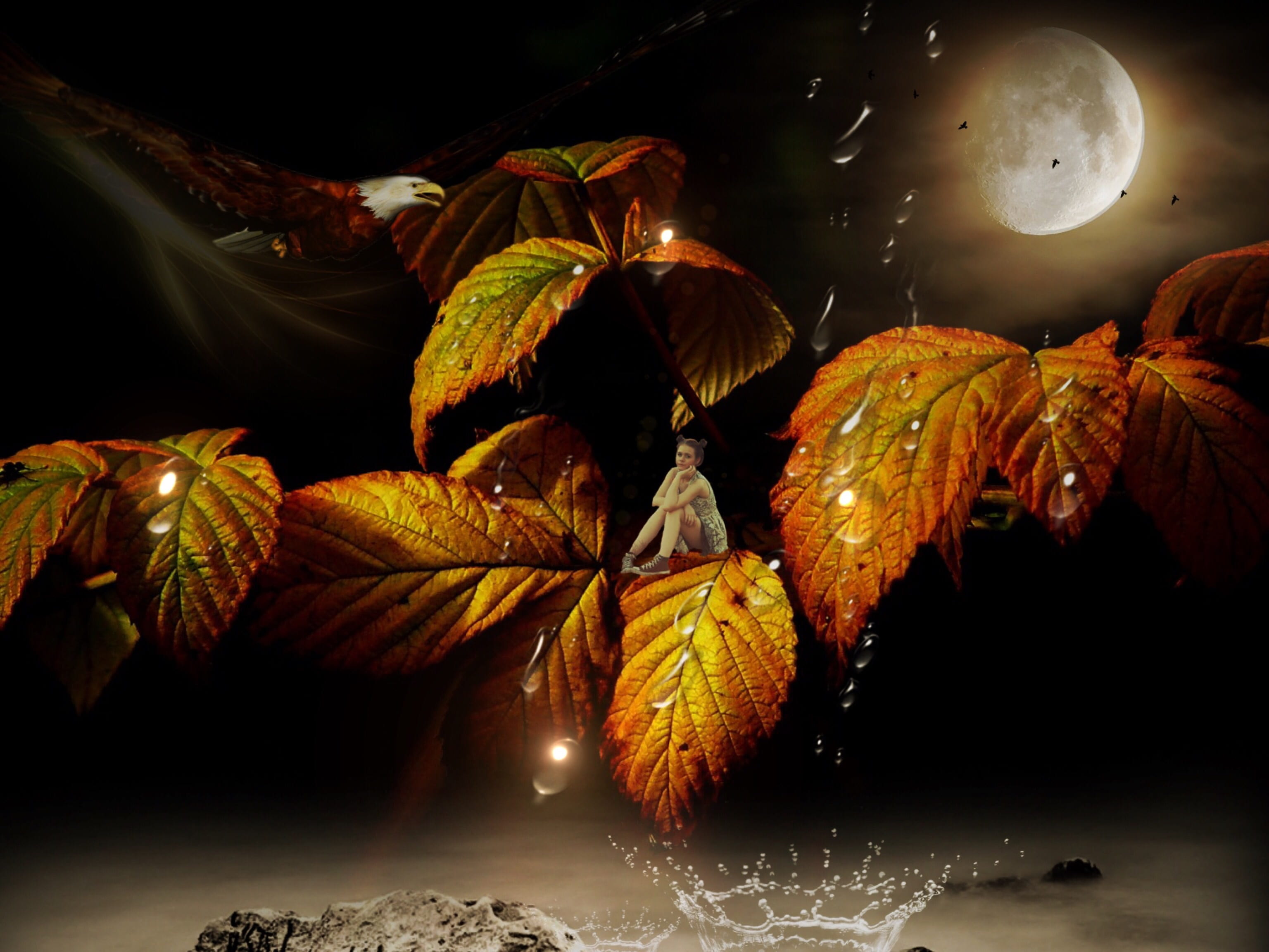 plant, fall foliage, autumn, mood, plant part, birds, full moon, brown, night, drop of water, star - space, tranquility, nature, reflection, leaves in the autumn, HD Wallpaper