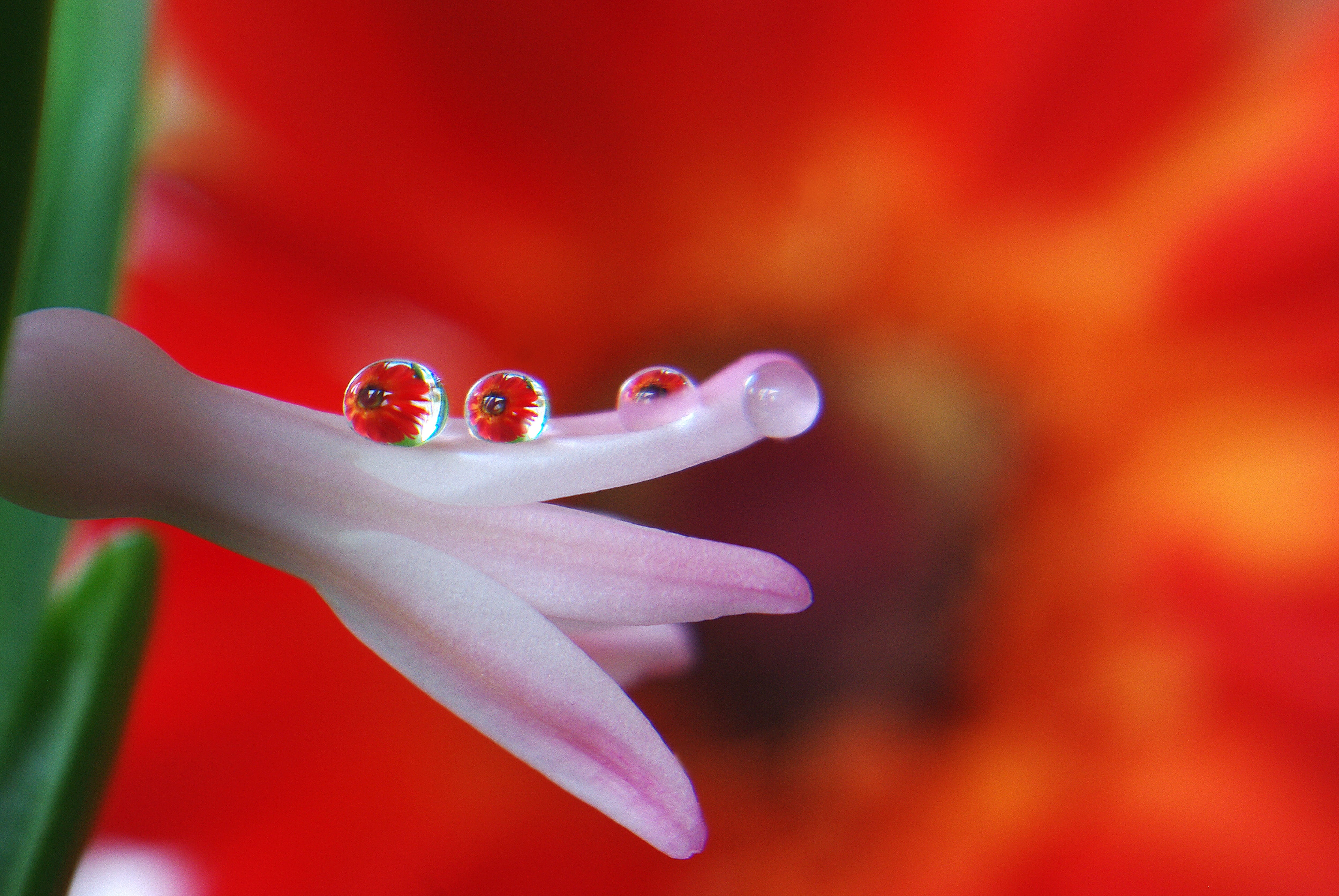 day, close-up, Drop Of Water, flowering plant, spring, human body part, freshness, blossom, hand, lighting, toto, red, mirroring, wet, run off, growth, HD Wallpaper